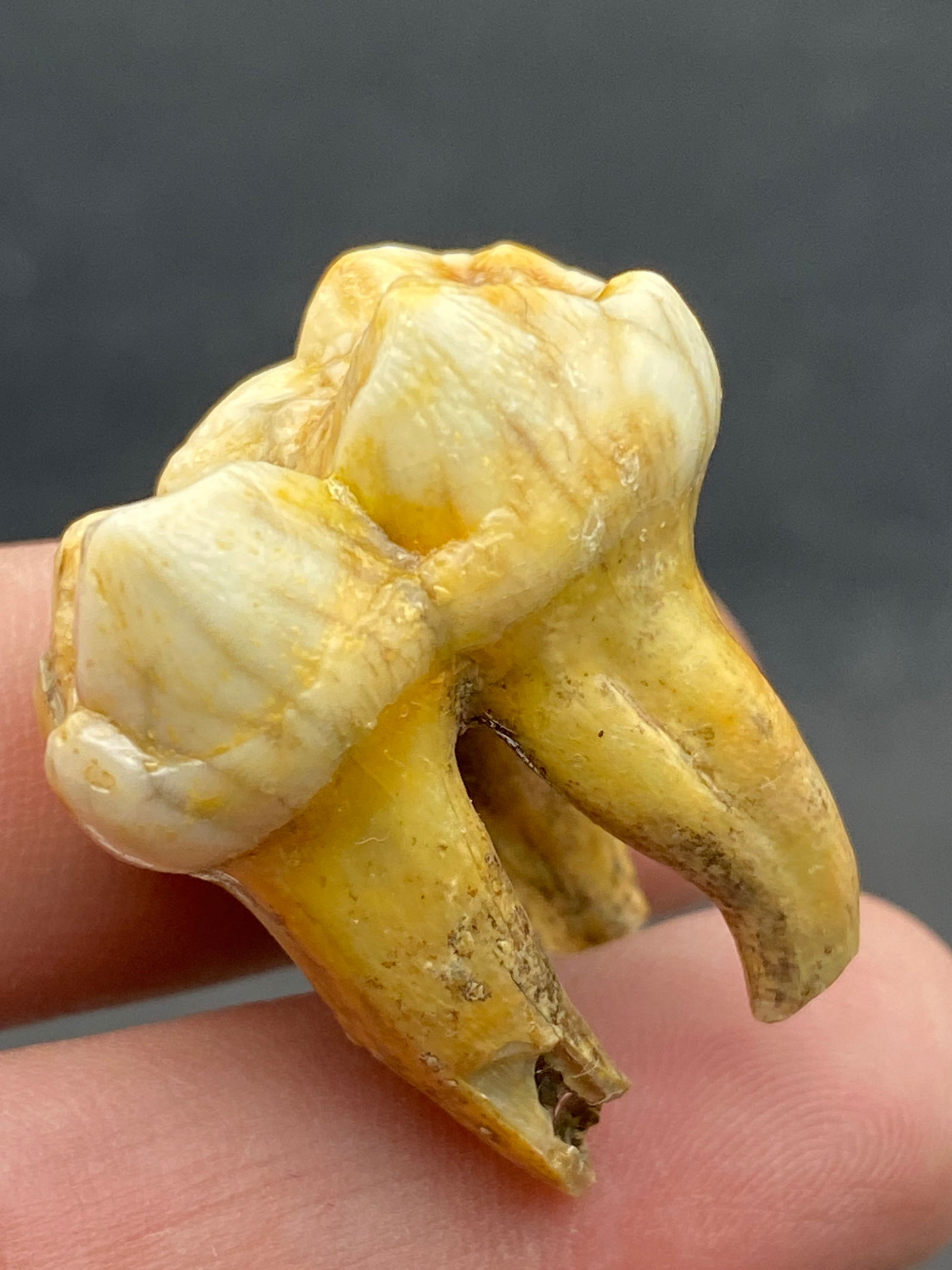 Cave Bear, Fossil, Natural, Collectible, Specimen, Tooth: Fossil Tooth Cave Bear Ursus Spelaeus 1.1"