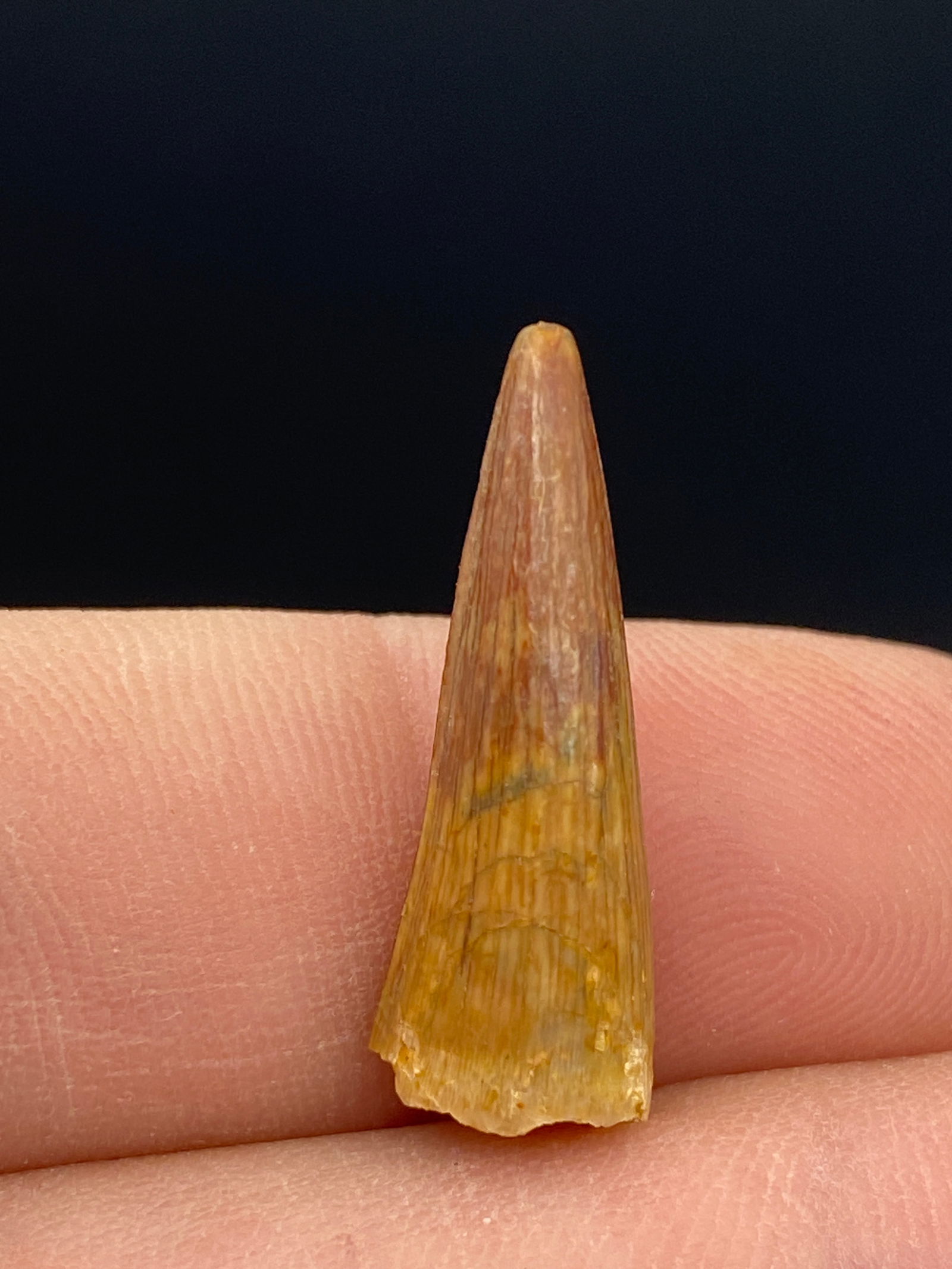 Dinosaur, Fossil, Natural, Collectible, Specimen, Tooth: Fossil Dinosaur Tooth Spinosaurus Morocco .9"
