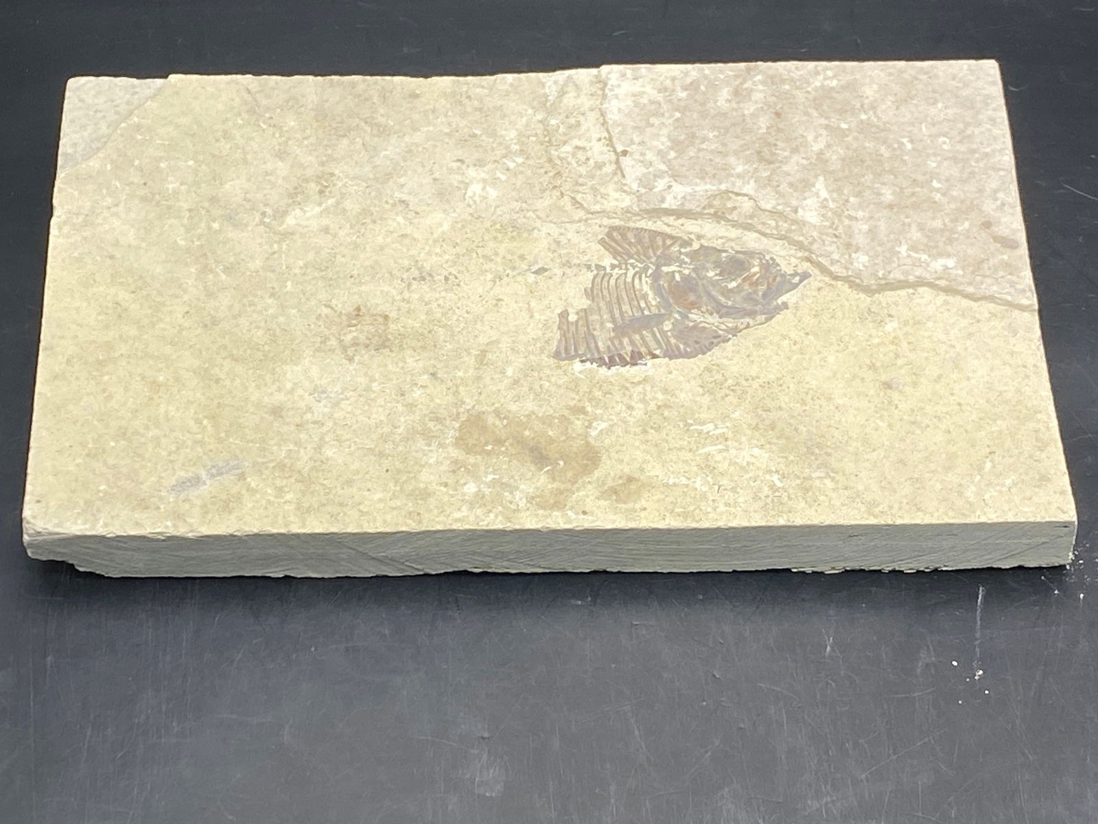 Fish, Fossil, Rock, Natural, Decor, Collectible, Unprepped, Green River Formation, (1 of 5)