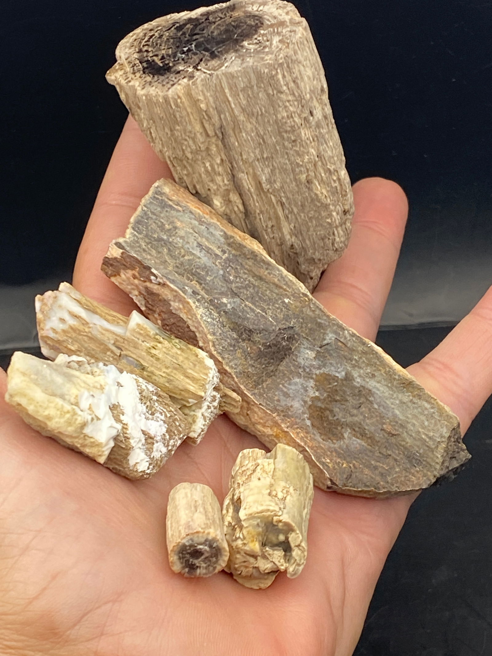 Petrified Wood, Fossil, Rock, Natural, Decor, Collectible,: Petrified Wood Blue Forest 7oz