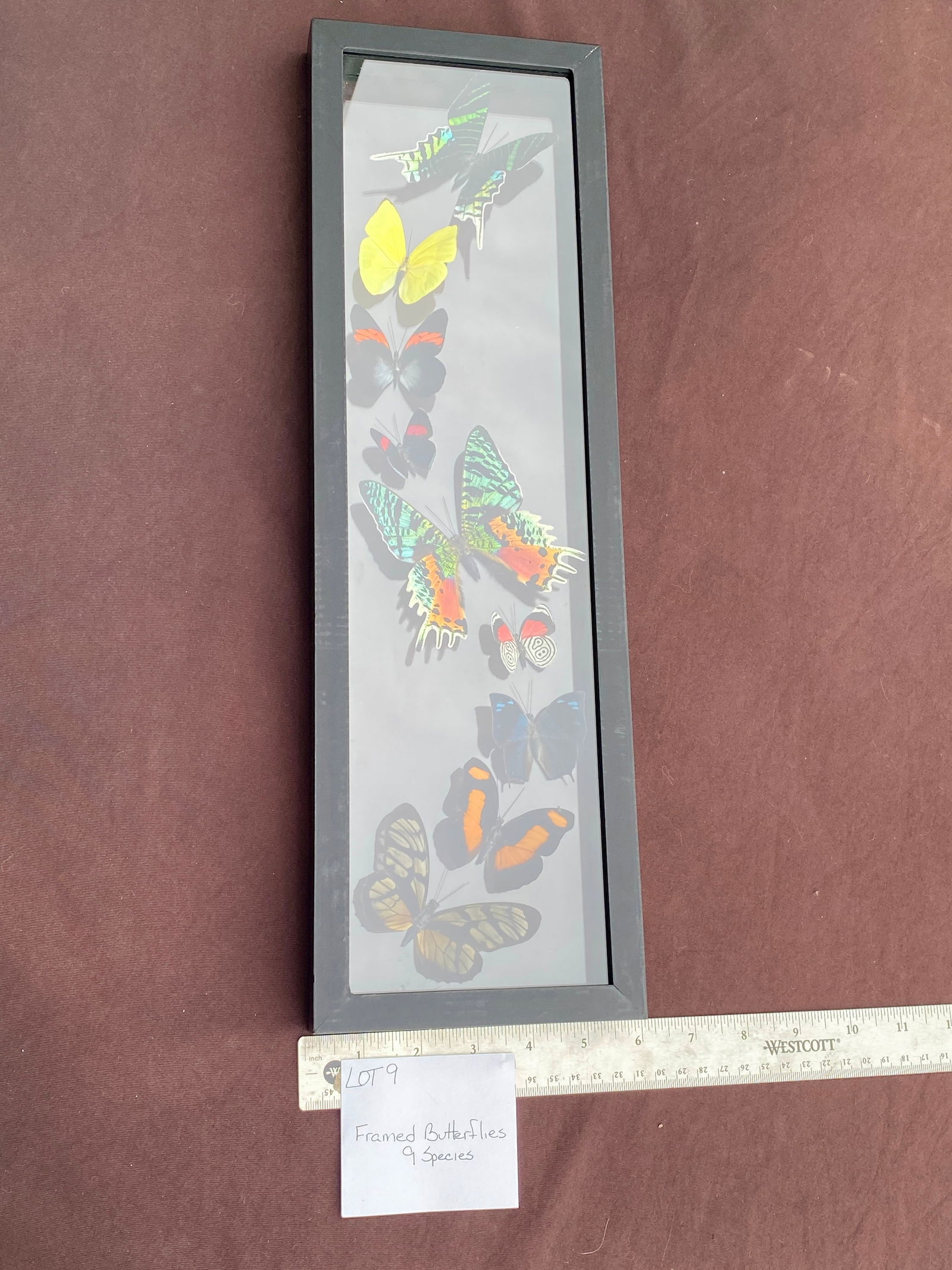 Framed Butterflies 9 Species (1 of 4)