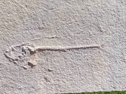 Fossil Fish (Unprepped) Diplomystus: Fish, Fossil, Rock, Natural, Decor, Collectible, Unprepped, Green River Formation,