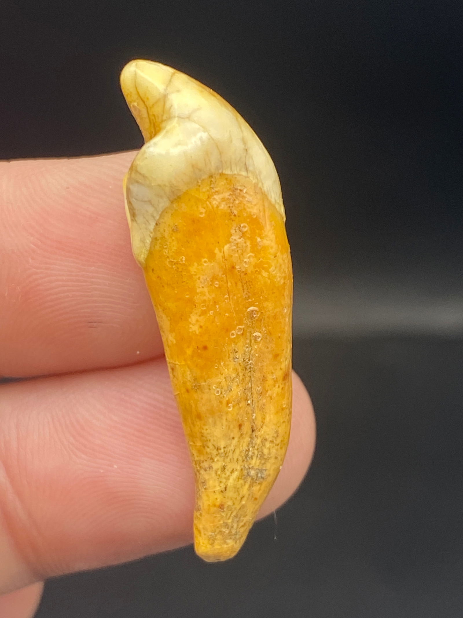 Fossil Tooth Cave Bear 1.3": Cave Bear, Fossil, Natural, Collectible, Specimen, Tooth