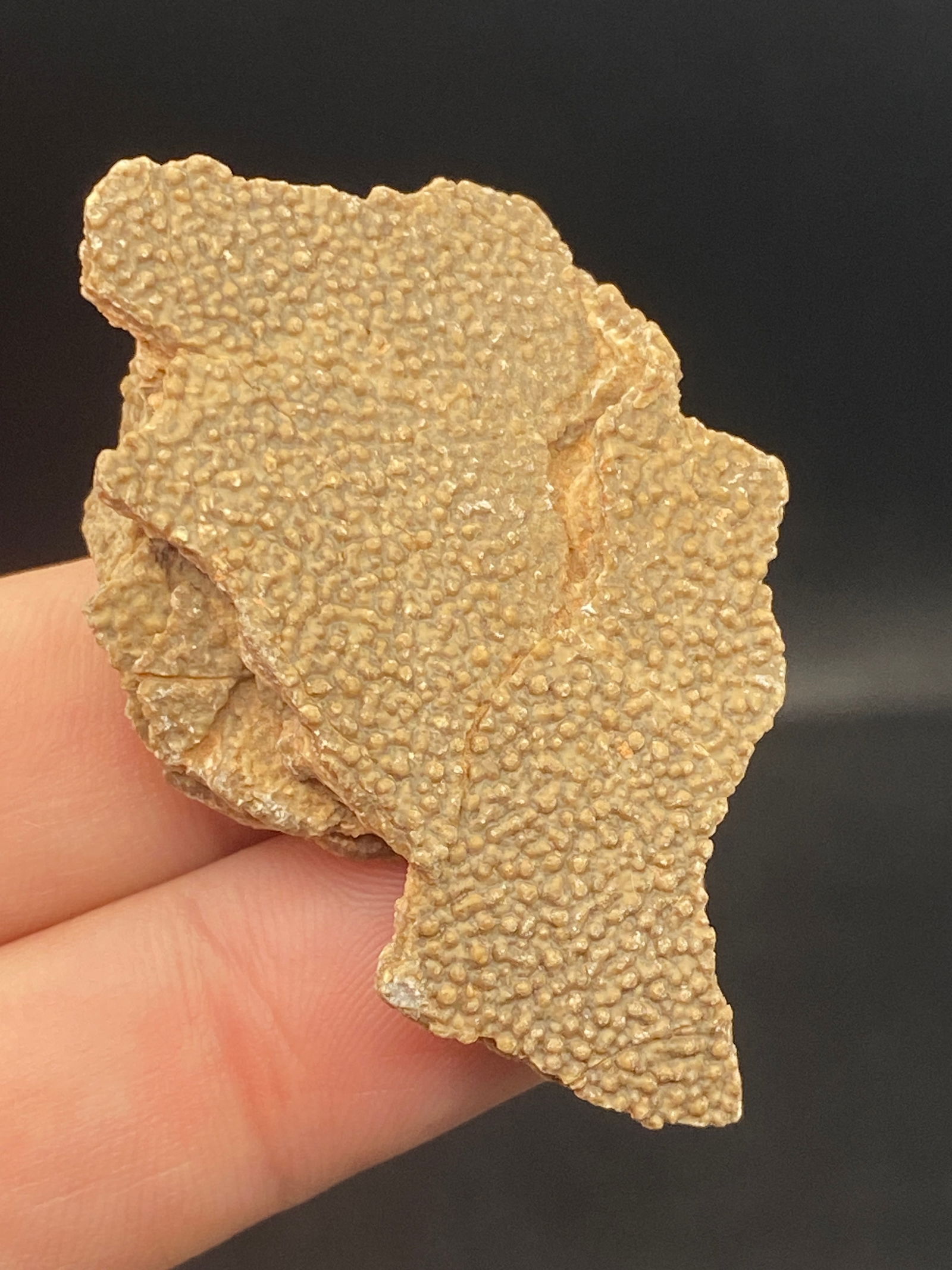 Fossil Dinosaur Eggshell Fragment Argentina 16g: Dinosaur, Fossil, Natural, Collectible, Specimen, Egg