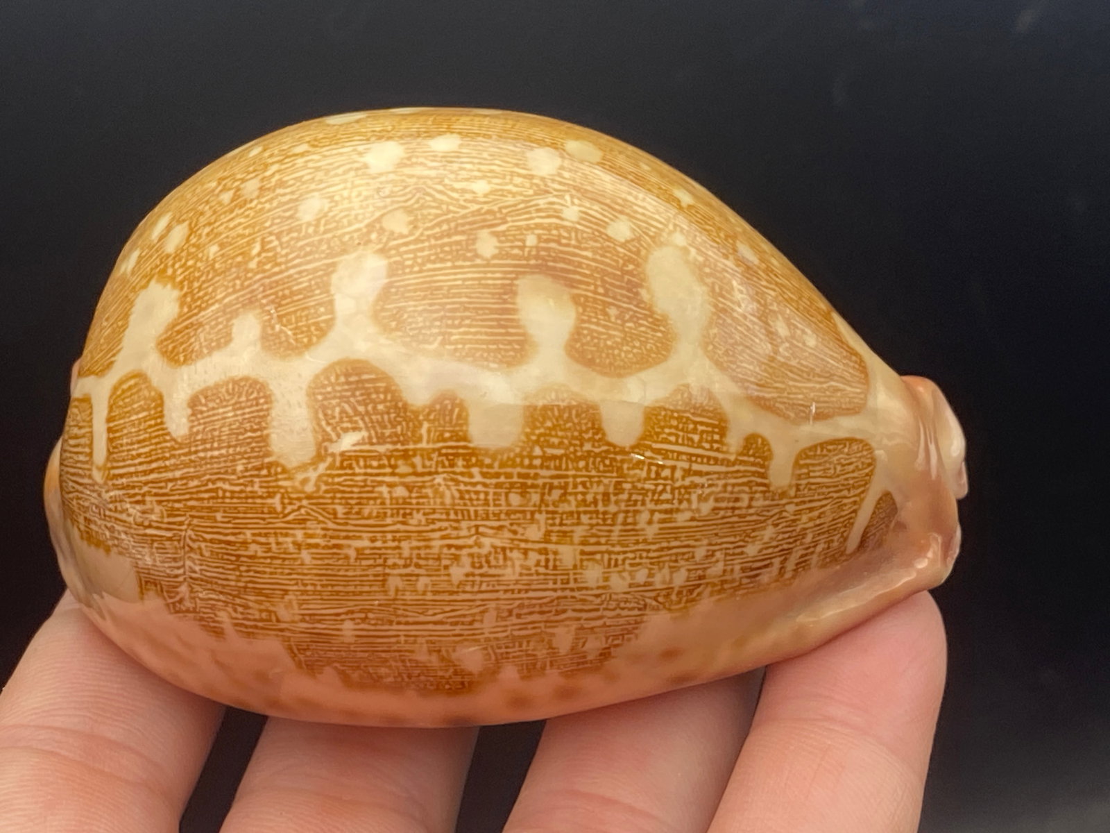 Seashell Map Cowrie: Seashell, Ocean, Beach, Natural, Decor, Collectible, Specimen