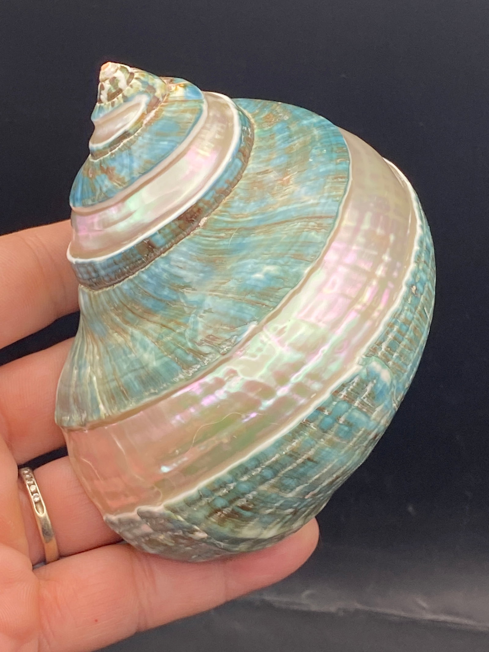 Seashell Jade Turbo Carved to Nacre: Seashell, Ocean, Beach, Natural, Decor, Collectible, Specimen
