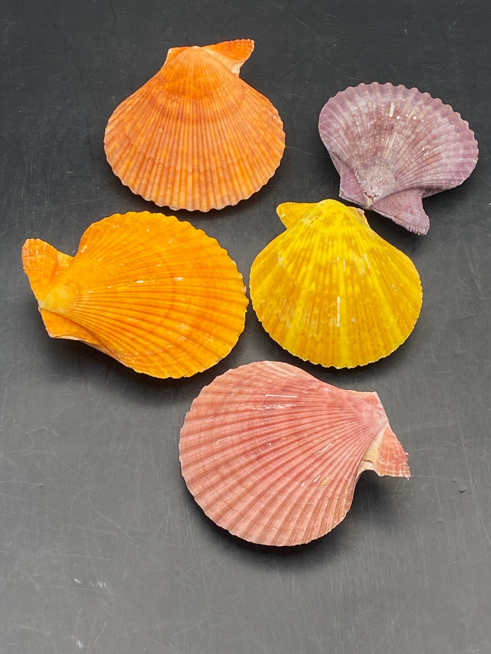 5 Noblis Pectin Natural Color: Seashell, Ocean, Beach, Natural, Decor, Collectible, Specimen
