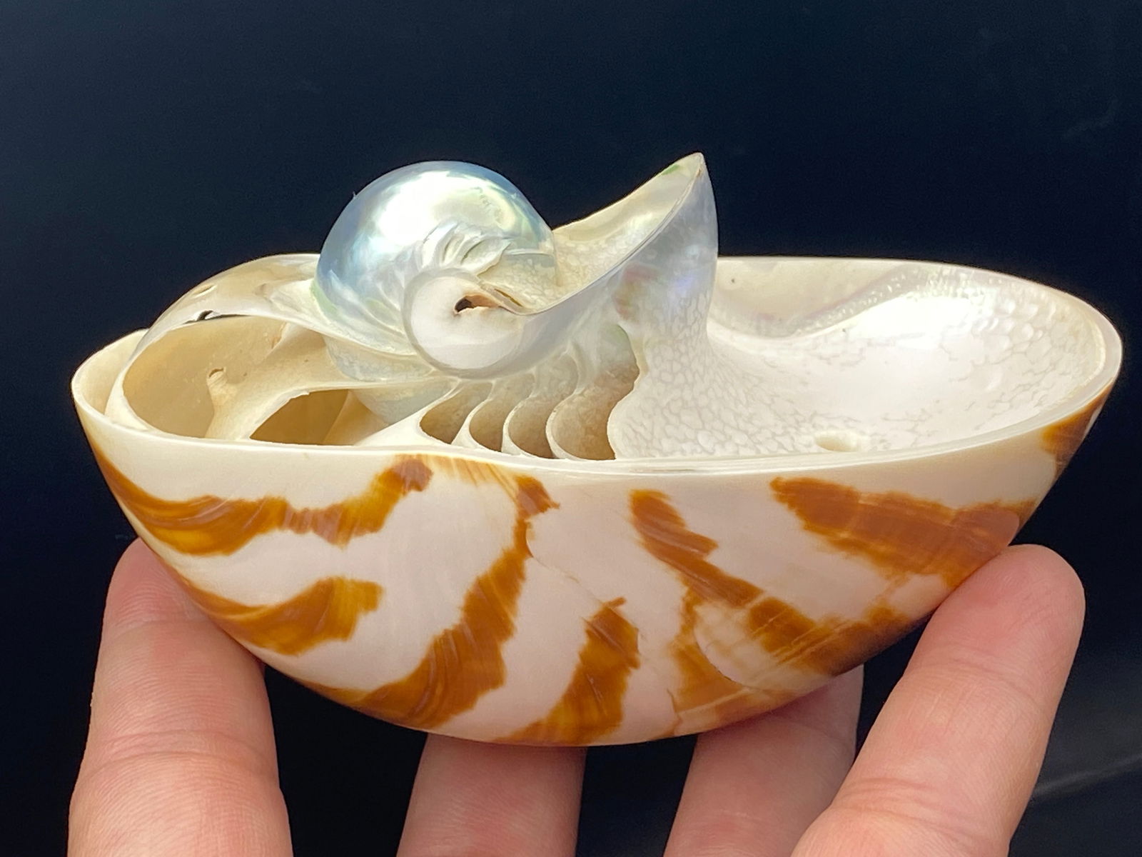 "Nautilus Boat" Nautilus Pompilius Center-Carved (1 of 4)