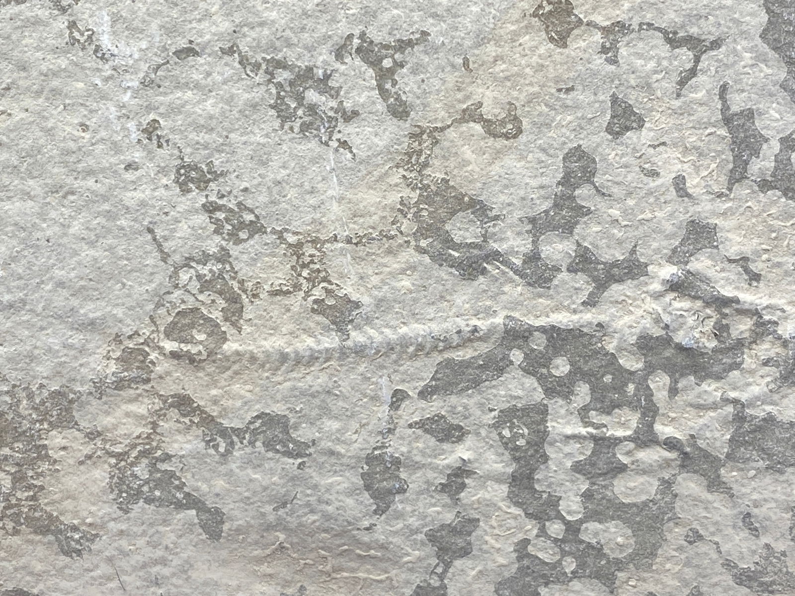 Fossil Fish (Unprepped) Diplomystus Green River Formation (1 of 3)