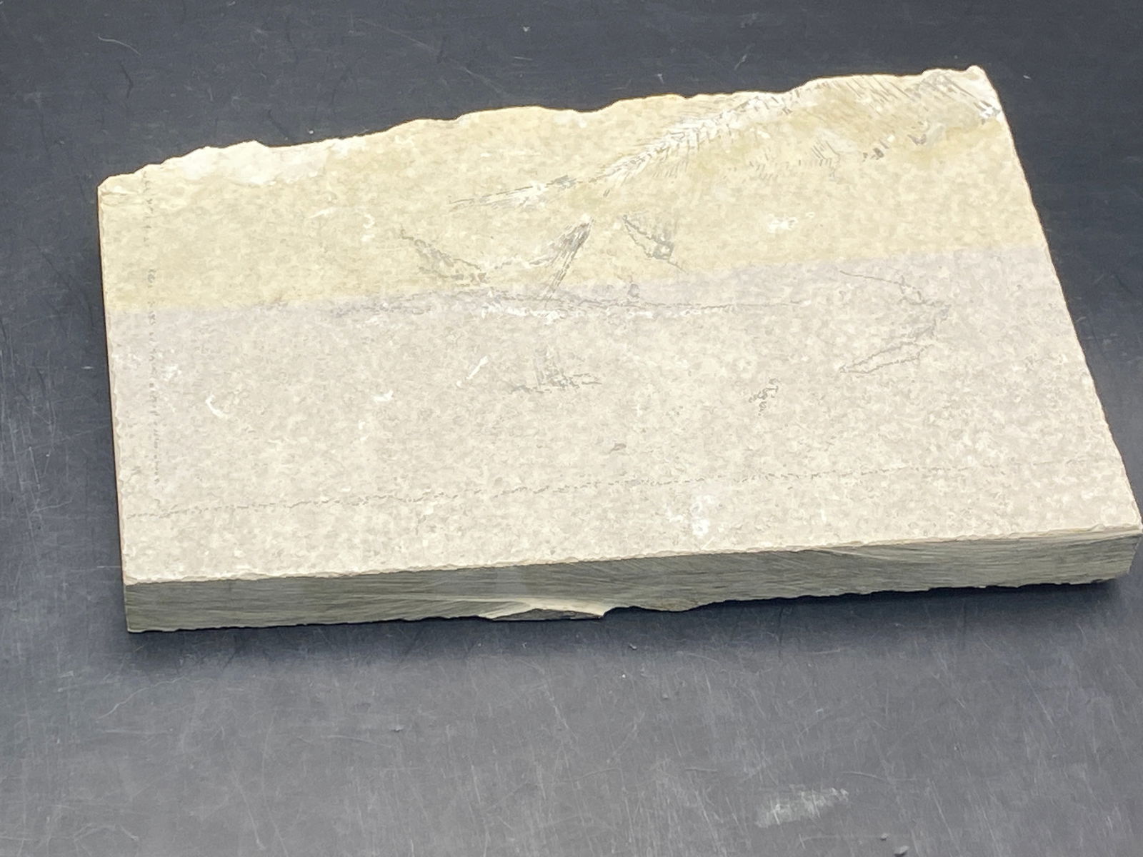 Fossil Fish Diplomystus with Partial Second Fish (1 of 5)