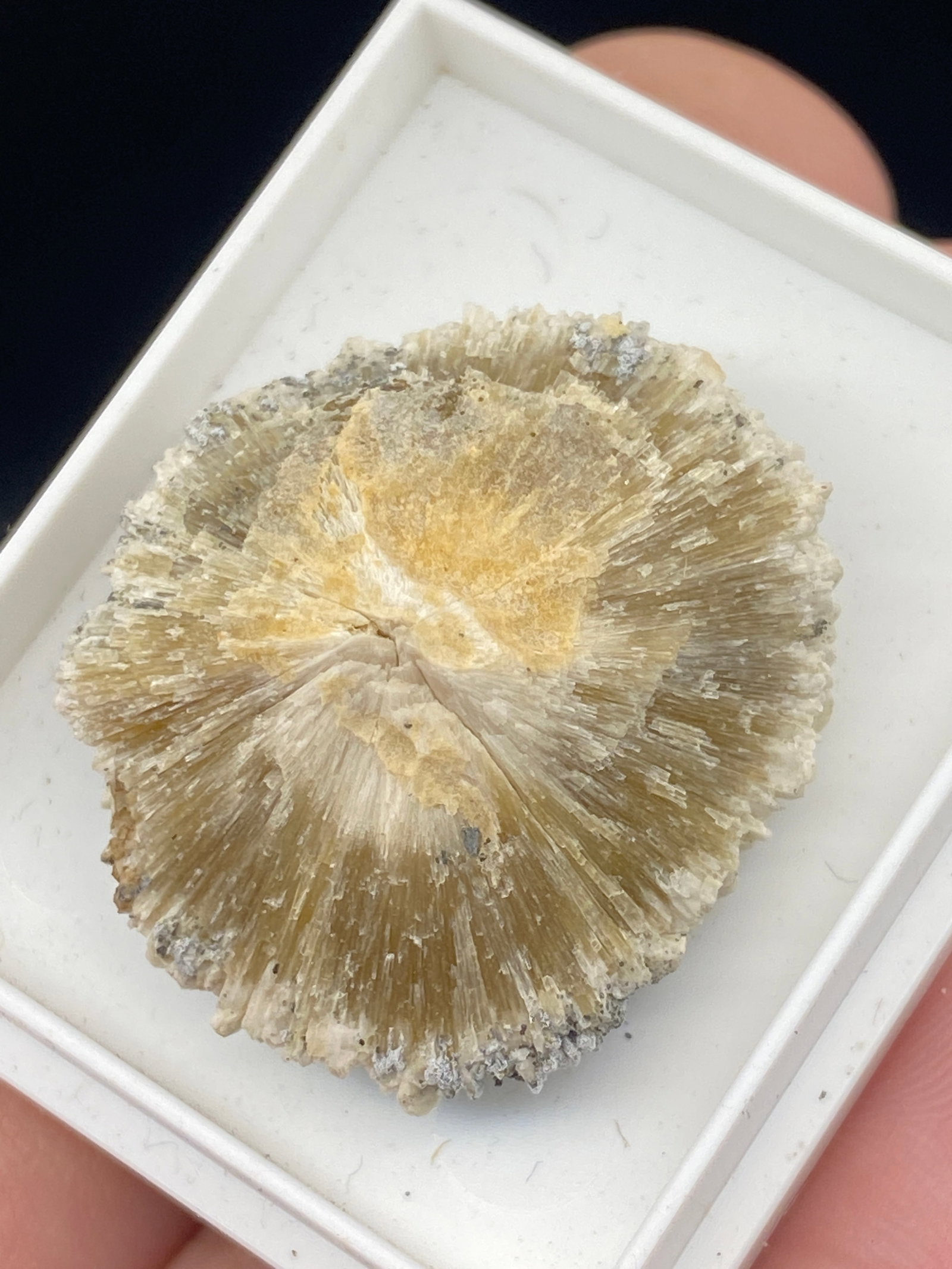 Barite "Rose" Kent, UK Charlie Hall Collection: Rock, Crystal, Natural, Collectible, Mineral, Specimen