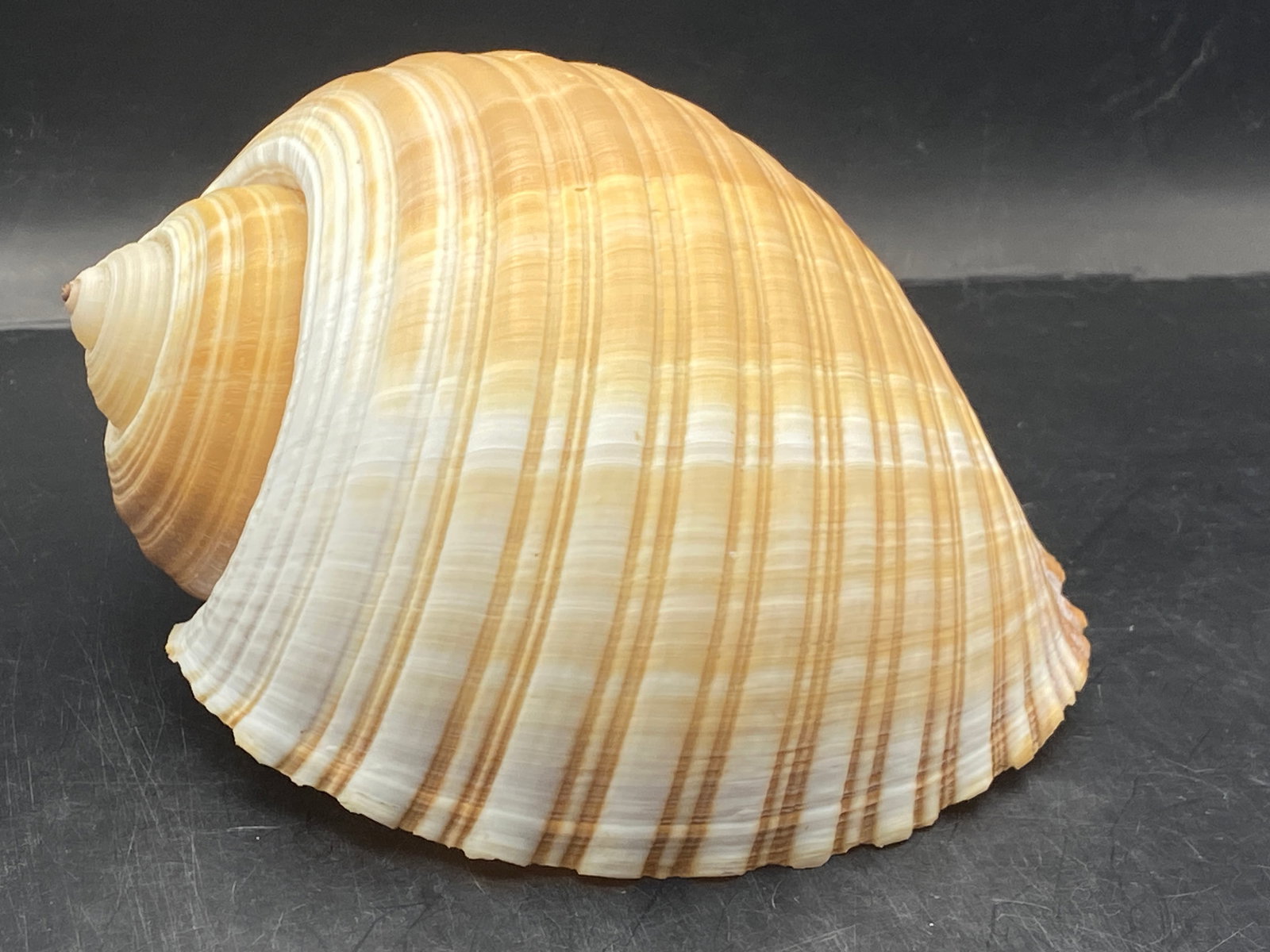 Seashell Tonna Olearis: Seashell, Ocean, Beach, Natural, Decor, Collectible, Specimen