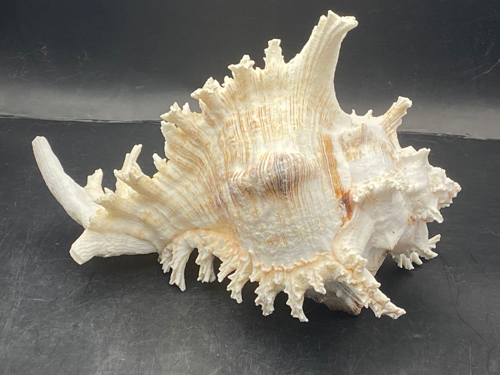 Seashell Murex Ramosus (1 of 5)