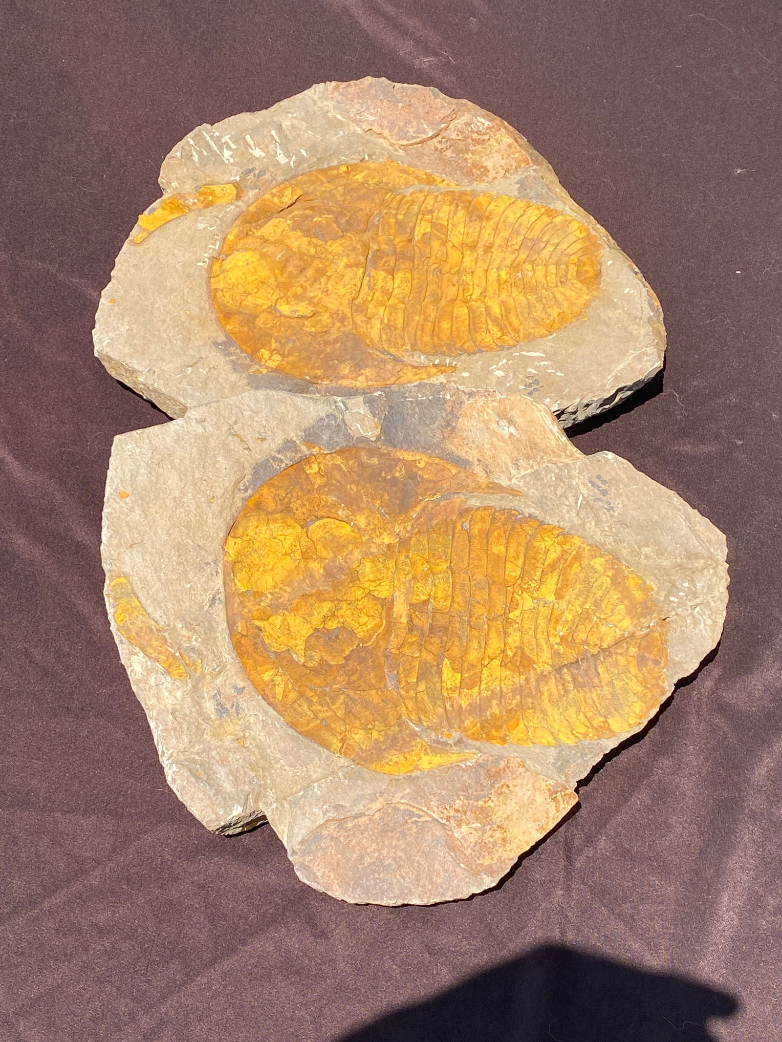 Fossil Trilobite Cambropallas 7" Morocco (1 of 5)