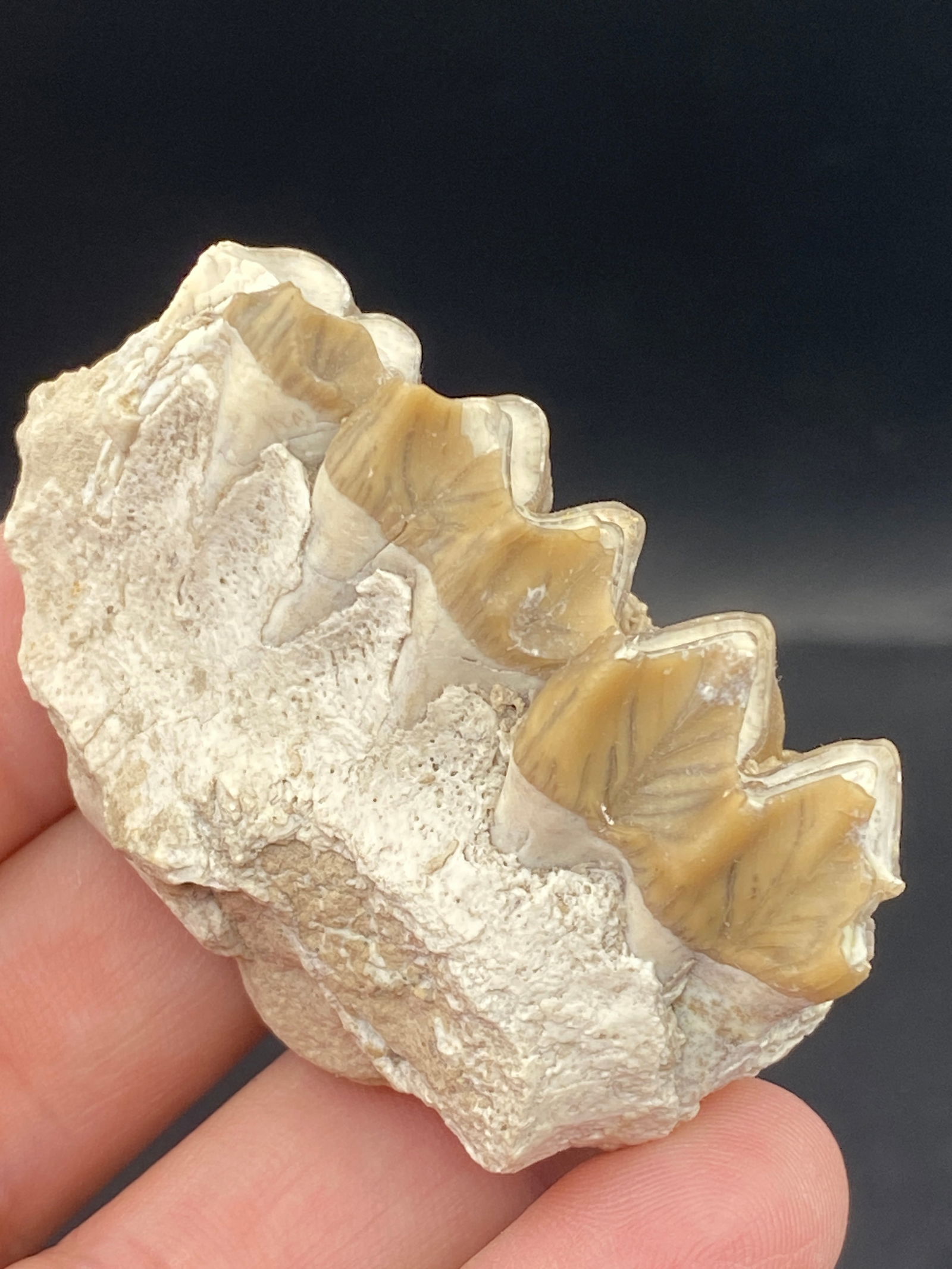 Fossil Jaw with Teeth Oreodont Bad Lands: Jaw, Fossil, Natural, Collectible, Specimen, Teeth