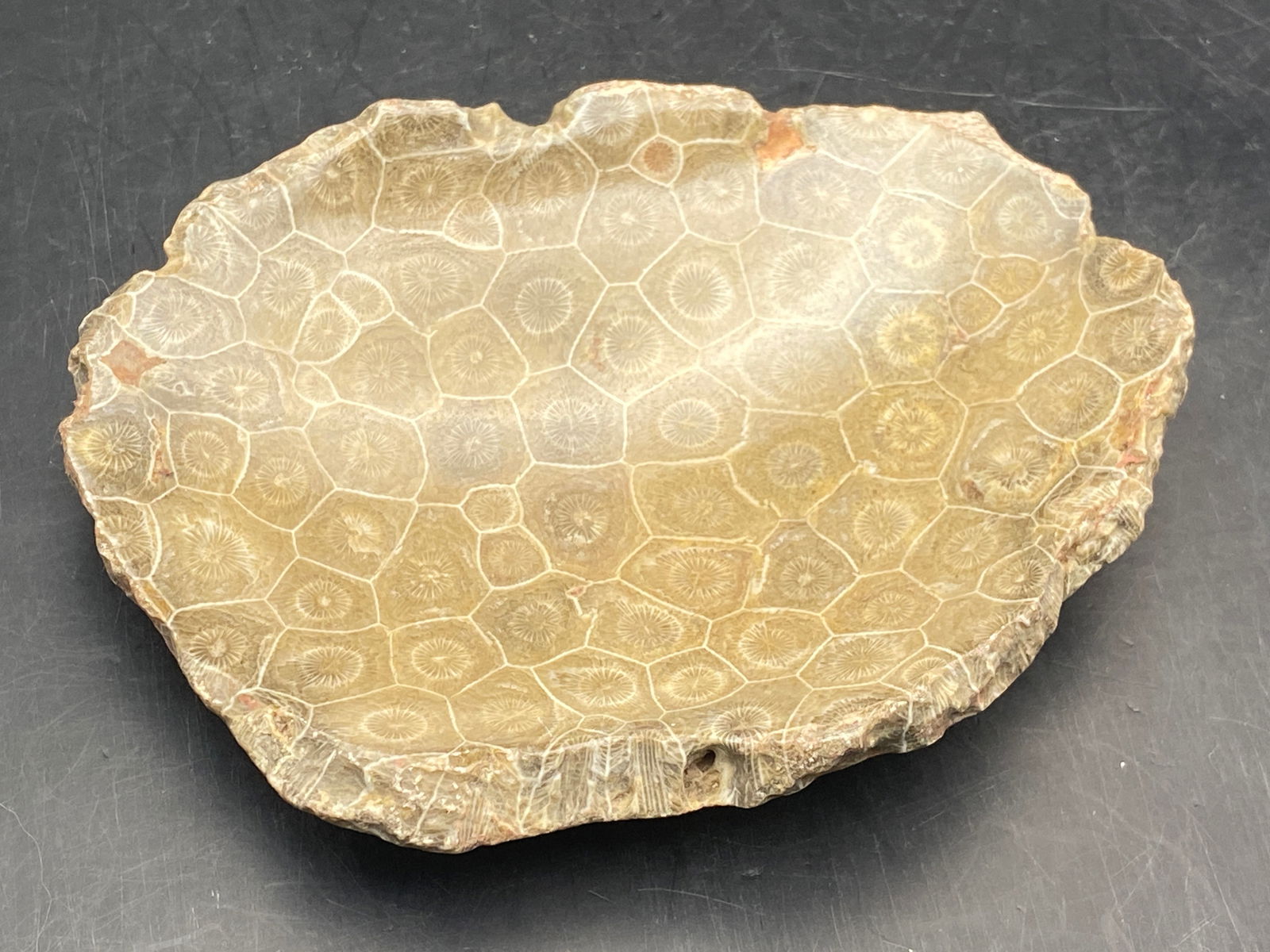 Fossil Coral Soap Dish (1 of 4)