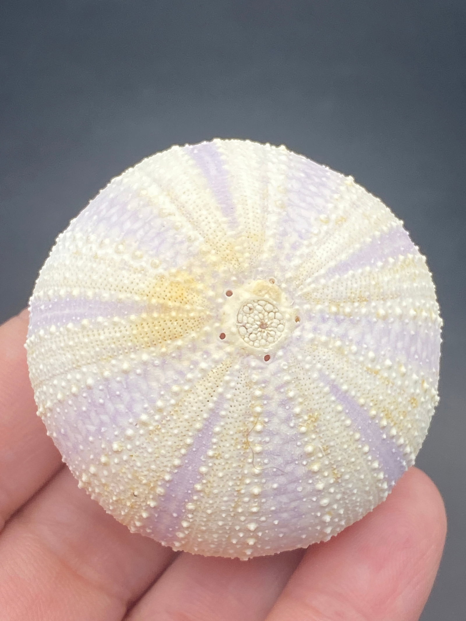 Seashell Purple Urchin Strongulocentrotus Purpuratos: Seashell, Ocean, Beach, Natural, Decor, Collectible, Specimen