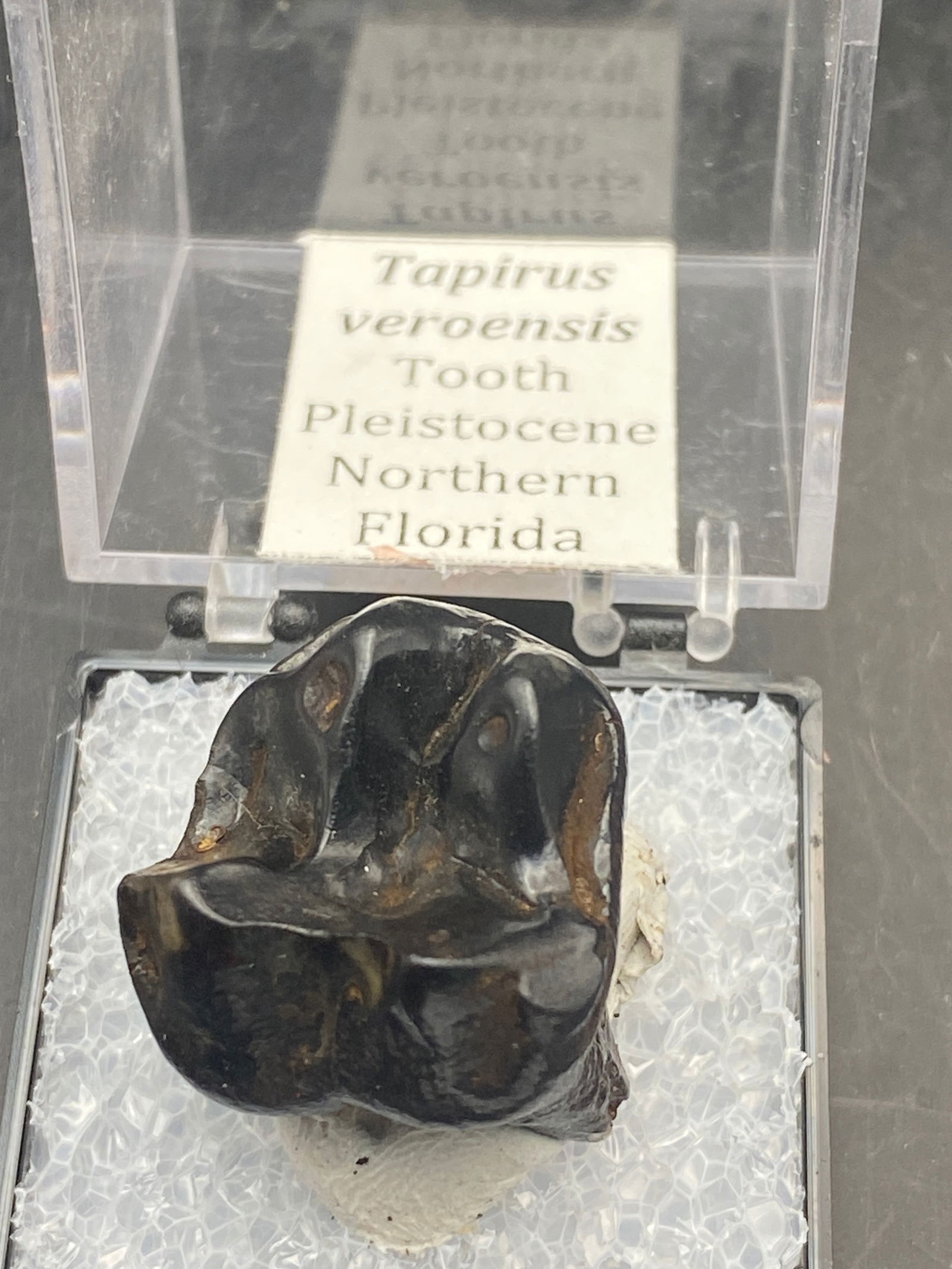 Fossil Tooth Tapir Tapirus Veroensis FL: Tapir, Fossil, Natural, Collectible, Specimen, Tooth