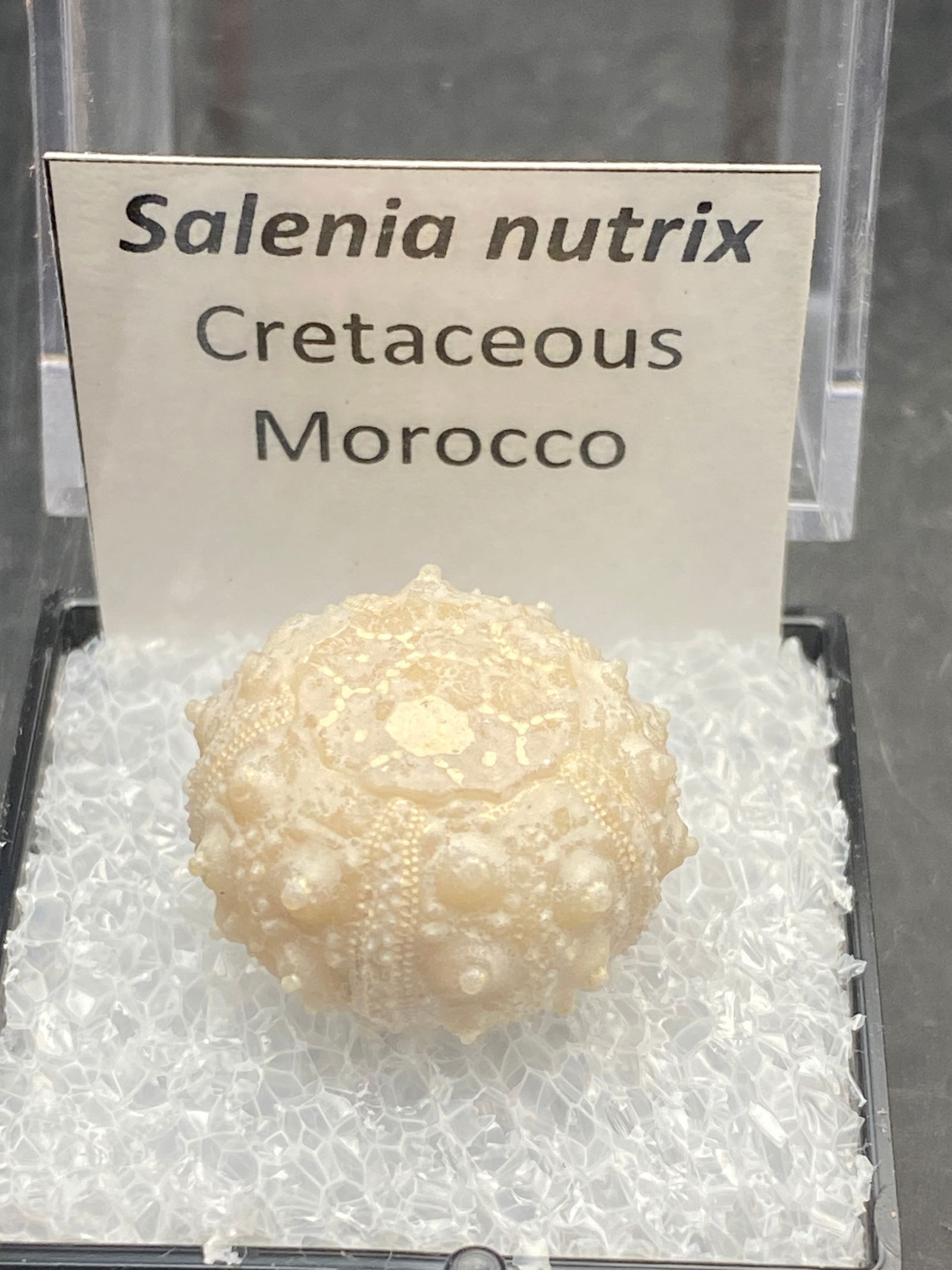 Fossil Urchin Morocco: Fossil, Urchin, Ocean, Beach, Natural, Decor, Collectible, Specimen