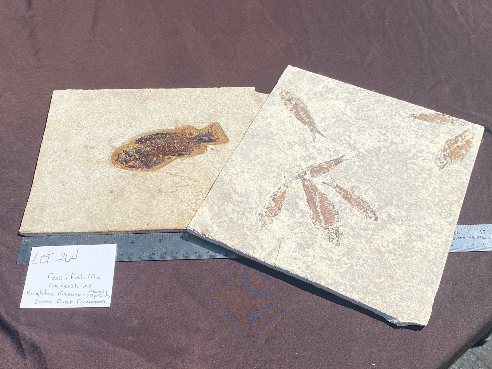 Fossil Fish Mix Cockerellites, Knightia Eoceana (Mass Mortality) Green River Formation: Fish, Fossil, Rock, Natural, Decor, Collectible, Specimen, Green River Formation,