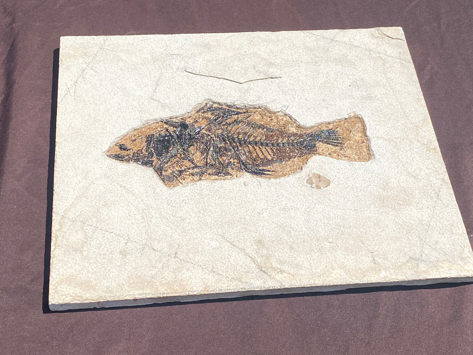 Fossil Fish Cockerellites (Unprepped) Large Specimen: Fish, Fossil, Rock, Natural, Decor, Collectible, Unprepped, Green River Formation,