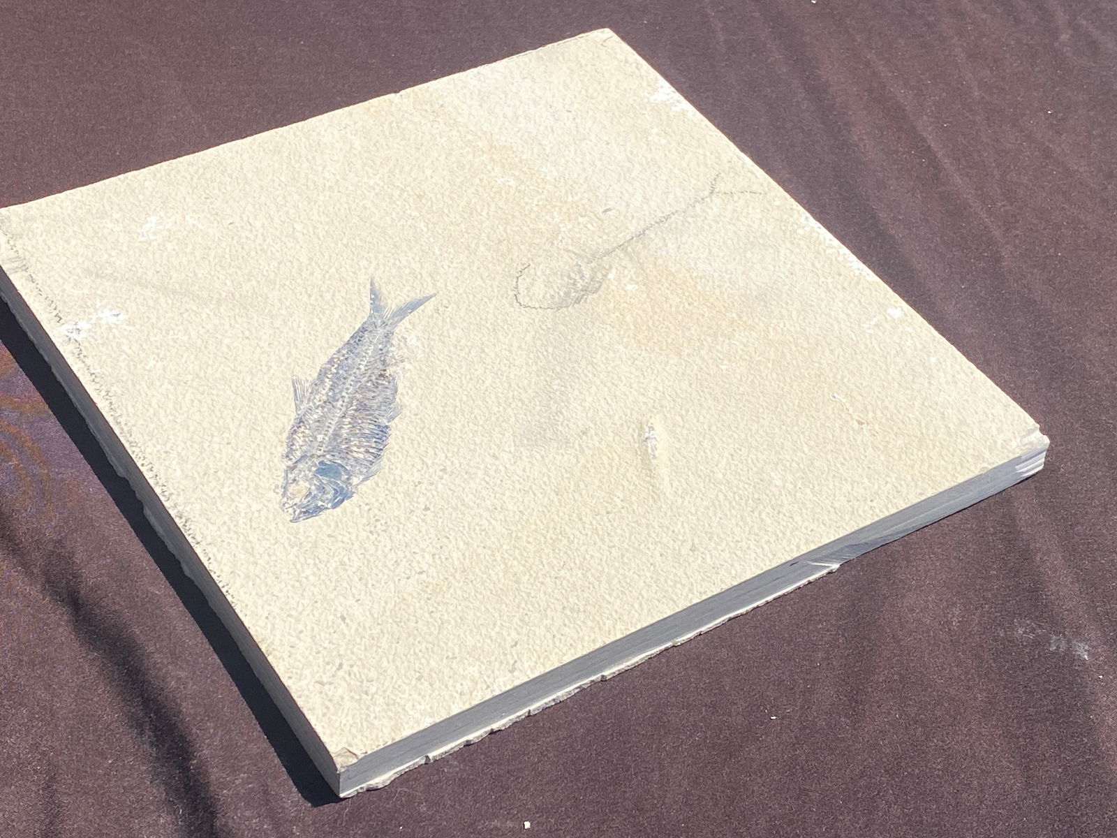 2 Fossil Fish 1 Knightia Prepped 1 Knightia Unprepped Green River Formation (1 of 4)