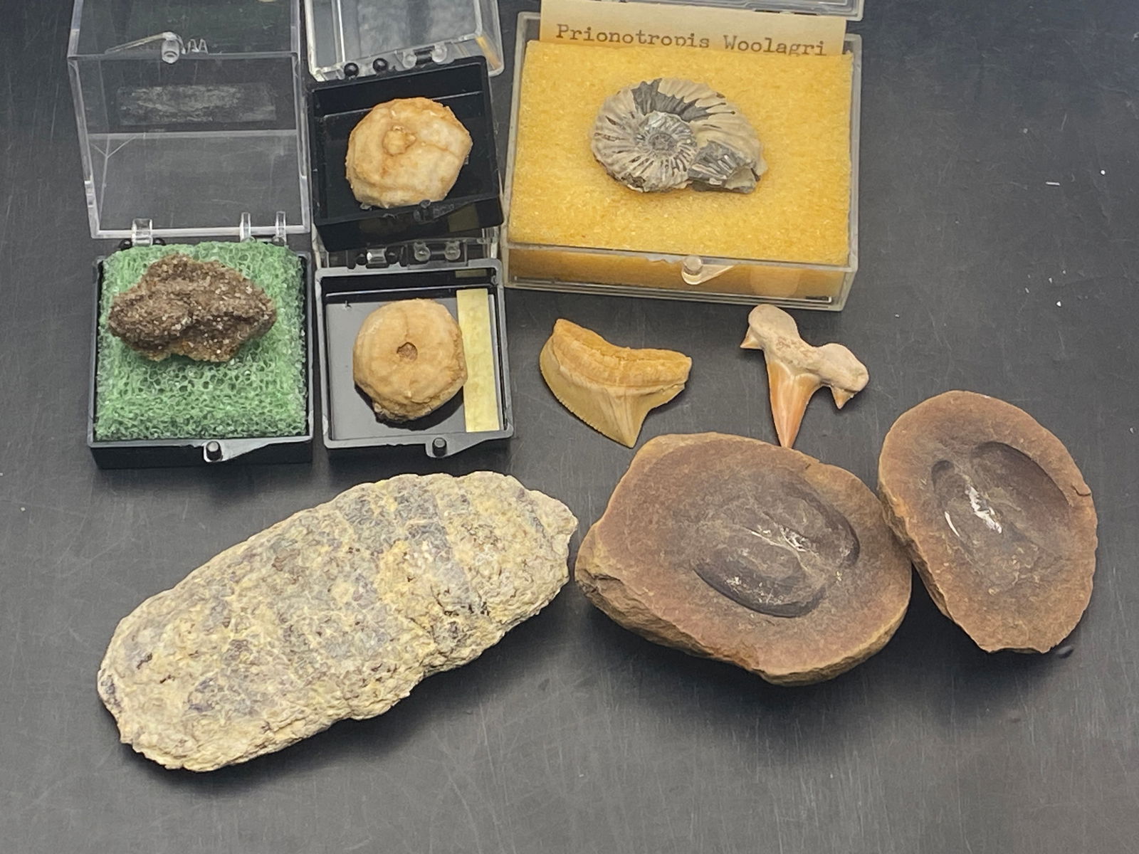 Fossil Collection: Ammonites, Shark Teeth, Coprolite, Crinoids, Brilliant Wood: Ammonite, Fossil, Rock, Natural, Collectible, Shark, Teeth, Crinoid, Coprolite, Petrified Wood, Specimen