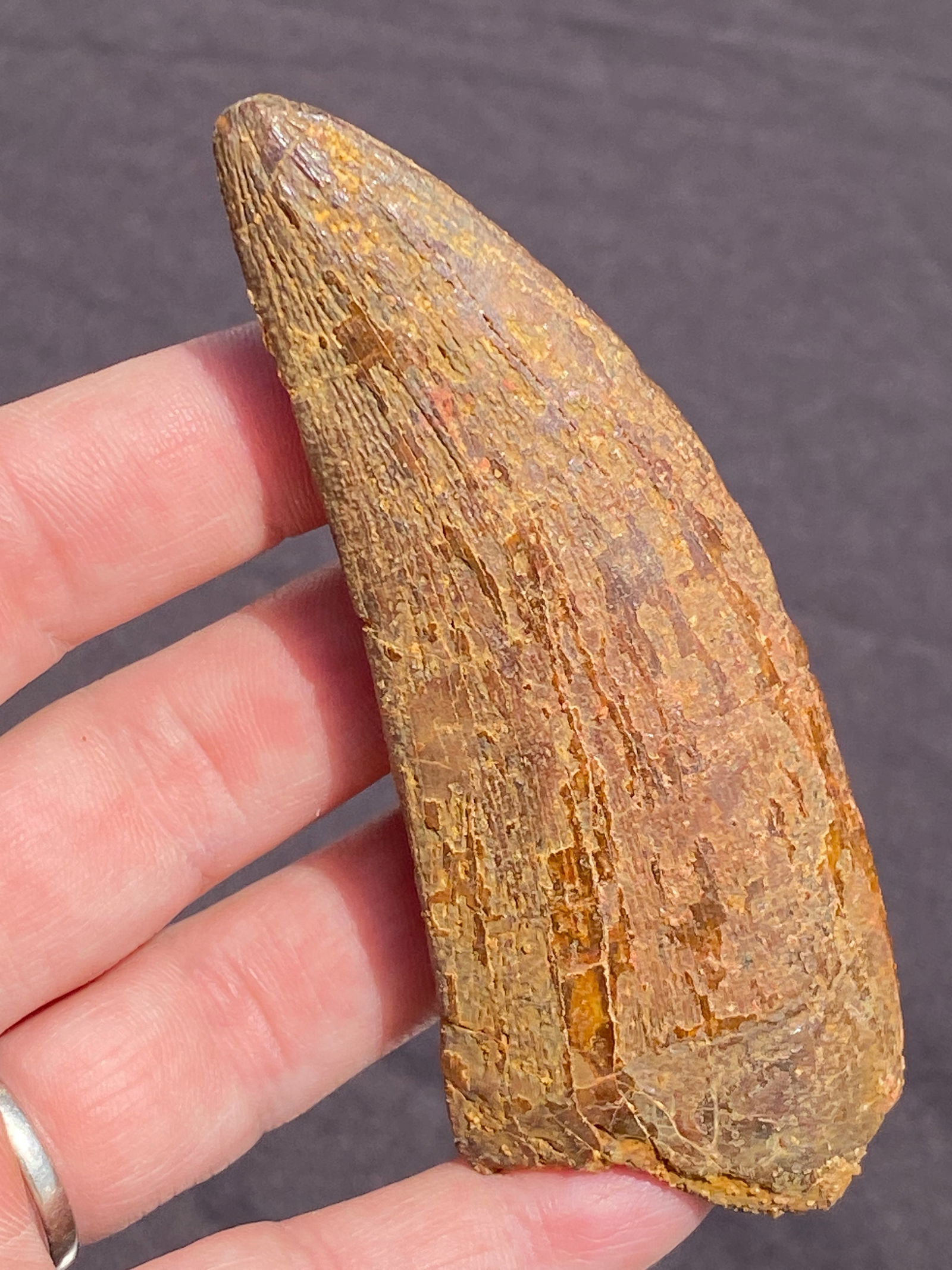 Dinosaur, Fossil, Natural, Collectible, Specimen, Tooth: Fossil Dinosaur Tooth Carcharodontosaurus Morocco 3.65"