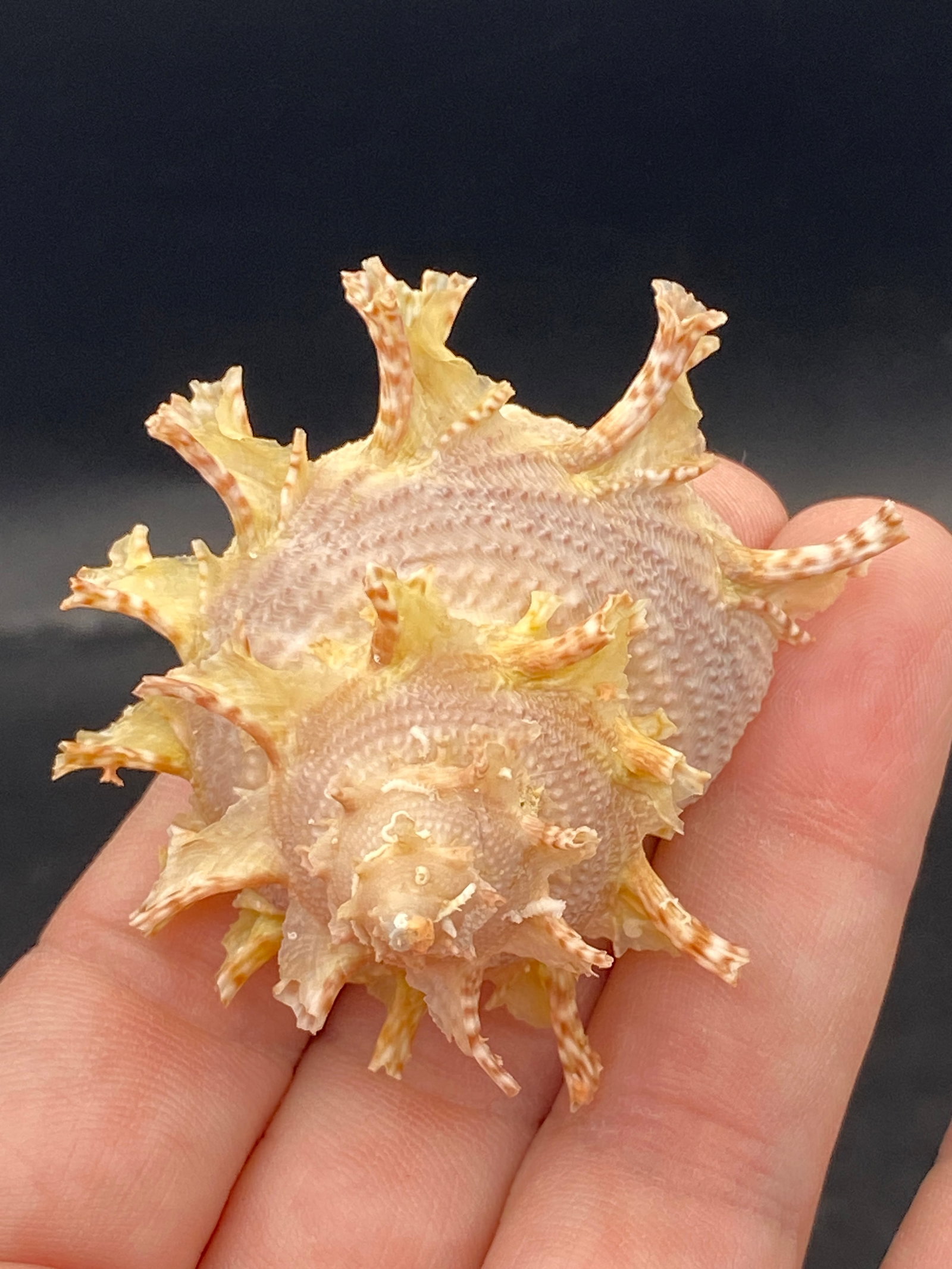 Seashell, Ocean, Beach, Natural, Decor, Collectible, Specimen: Seashell