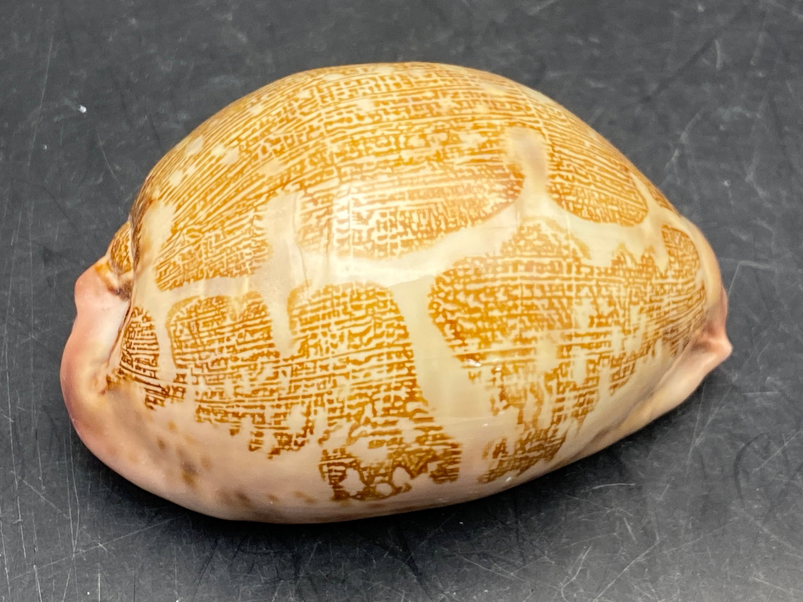 Seashell, Ocean, Beach, Natural, Decor, Collectible, Specimen: Seashell Map Cowrie Cypraea Mappa