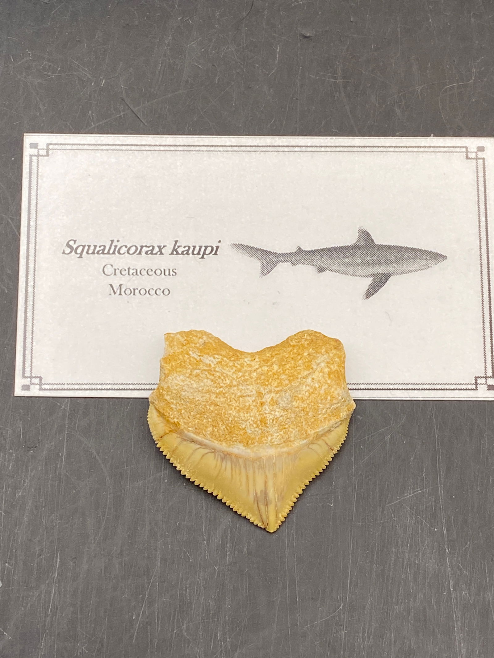 Shark, Fossil, Natural, Collectible, Specimen, Tooth: Fossil Shark Tooth Squalicorax Kaupi Morocco 1.1"