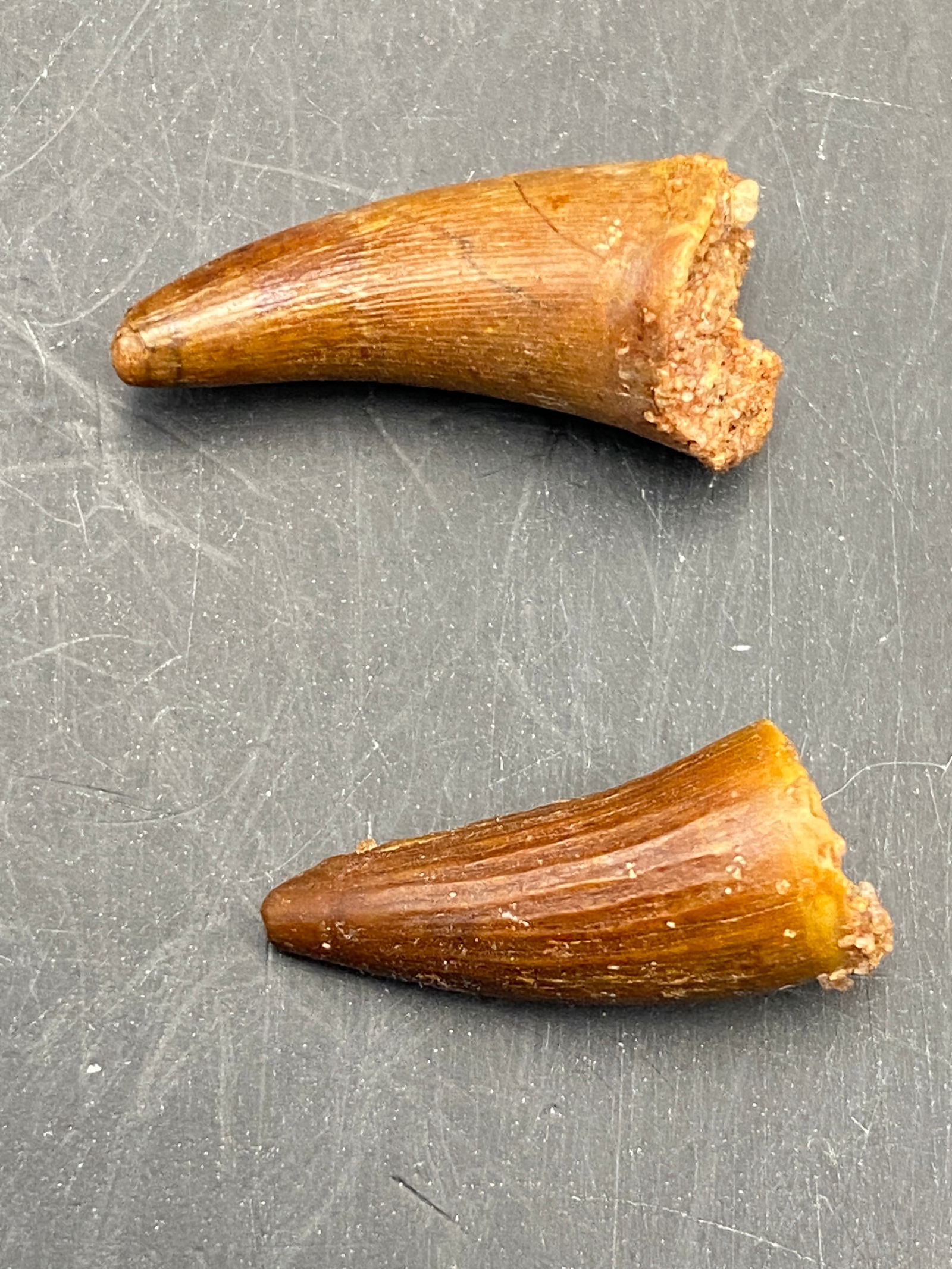 Dinosaur, Fossil, Natural, Collectible, Specimen, Tooth: 2 Fossil Dinosaur Teeth Spinosaur Morocco .6/.75"