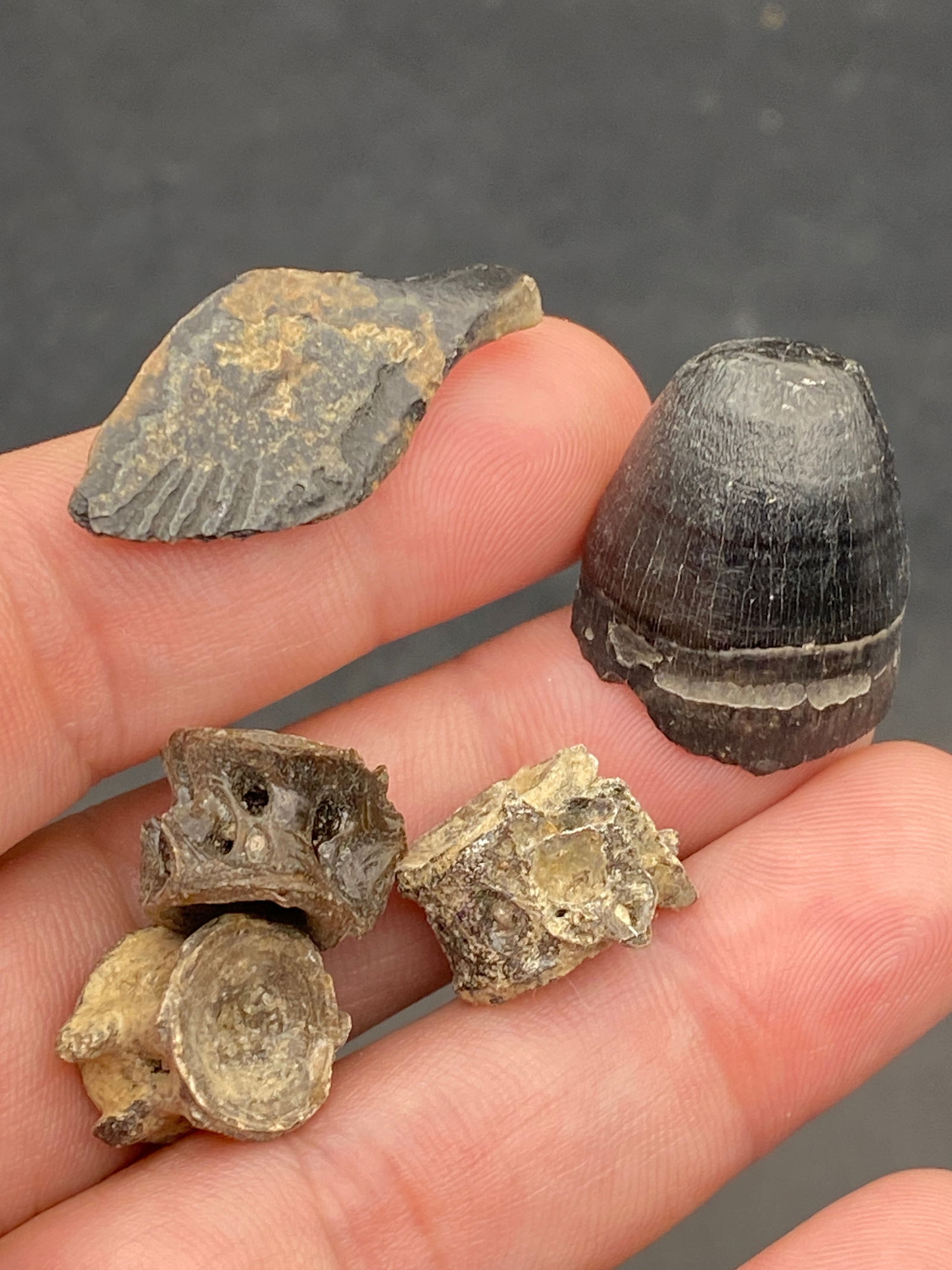 Fossil, Rock, Natural, Decor, Collectible, Mix, Vertabrae, Tooth, Scale: Fossil Mix Vertabrae, Tooth, Scale