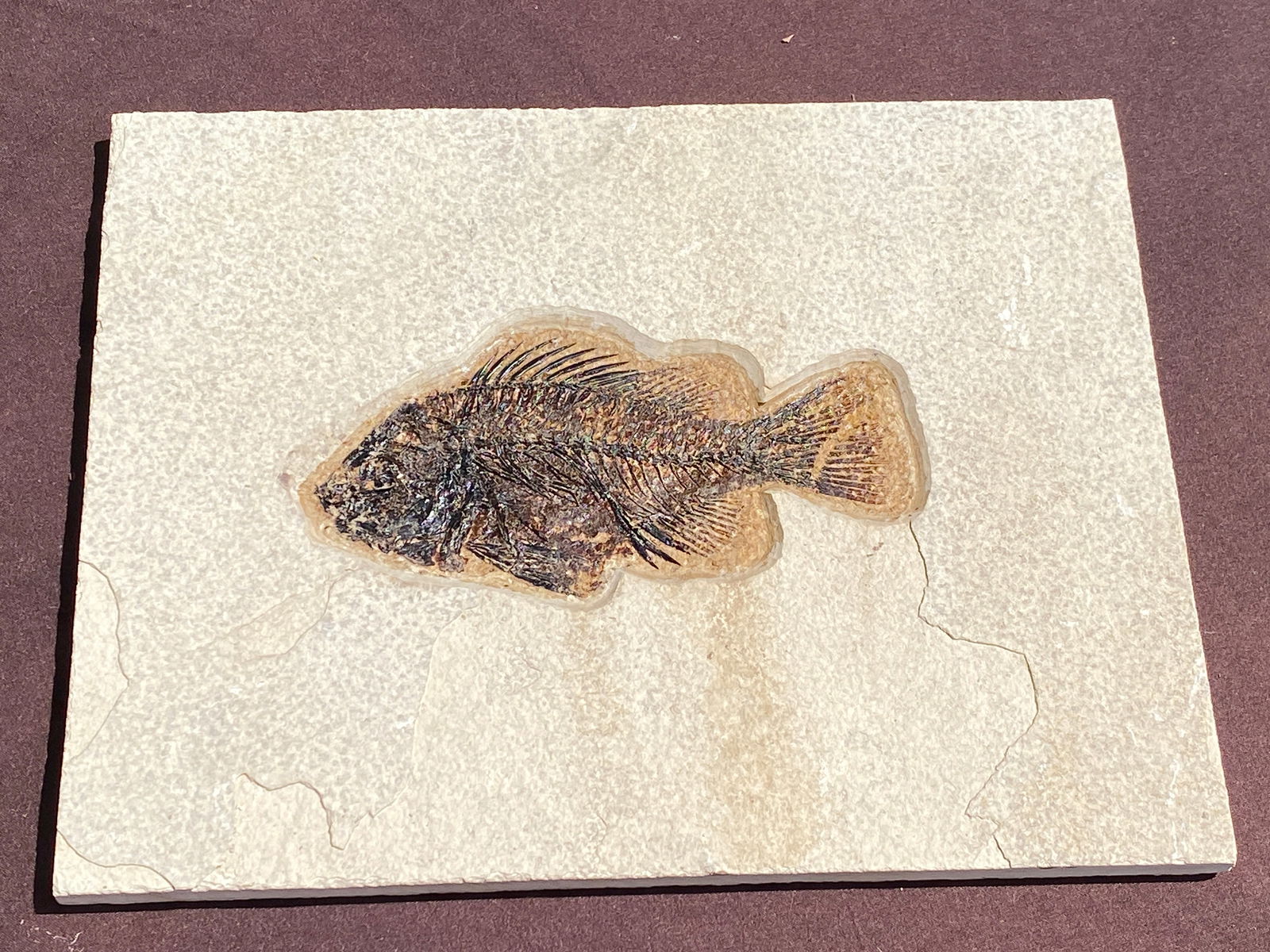 Fish, Fossil, Rock, Natural, Decor, Collectible, Specimen, Green River Formation (1 of 4)