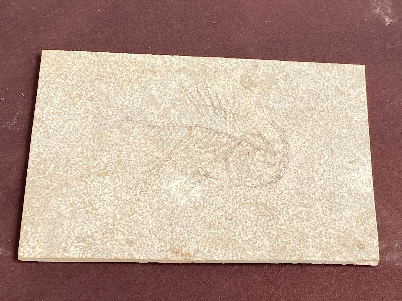 Fish, Fossil, Rock, Natural, Decor, Collectible, Unprepped, Green River Formation: Fossil Fish Cockerellites (Unprepped) Green River Formation