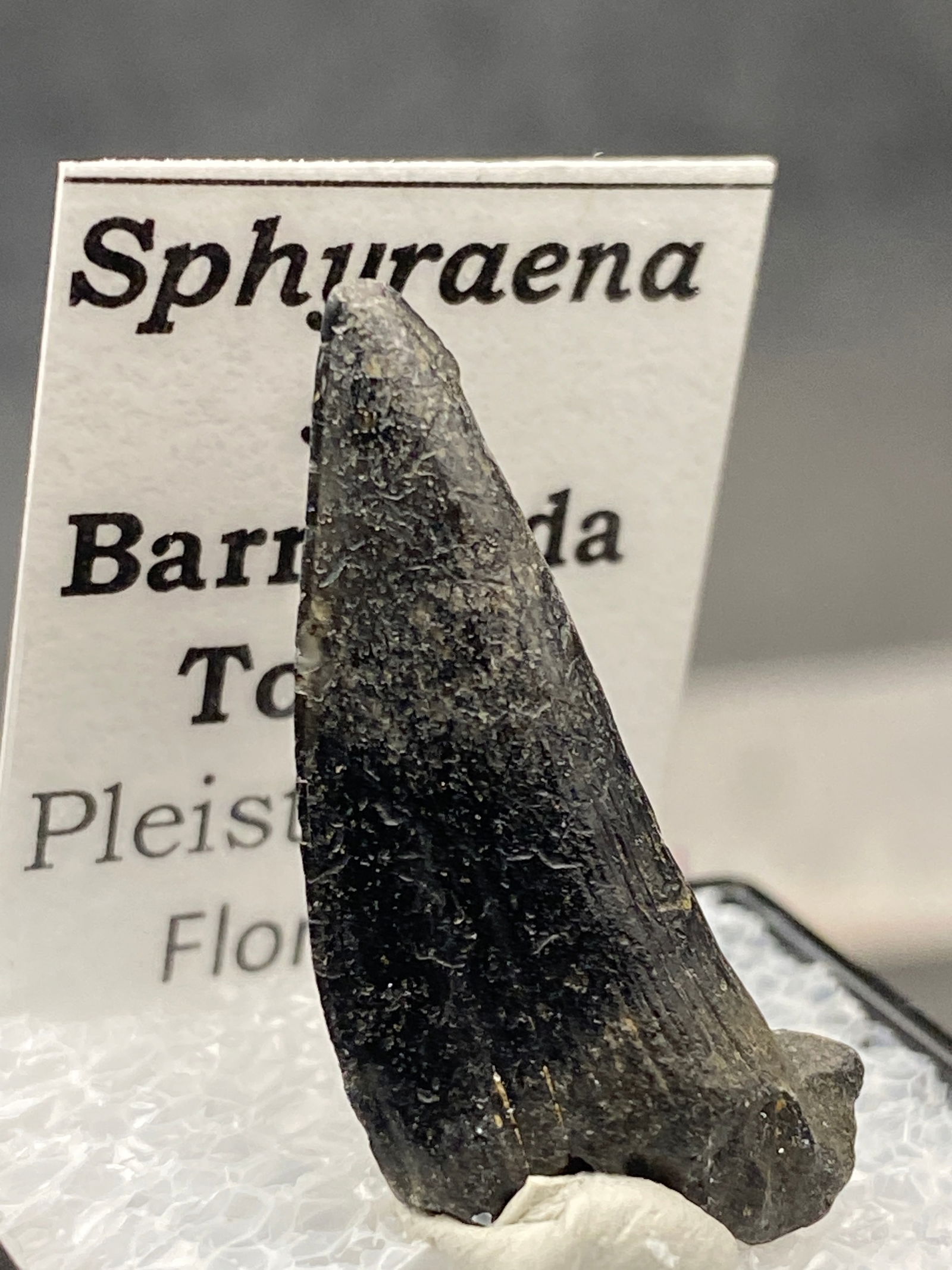 Barracuda, Fish, Fossil, Natural, Collectible, Specimen, Tooth: Fossil Tooth Barracuda Sphyraena sp