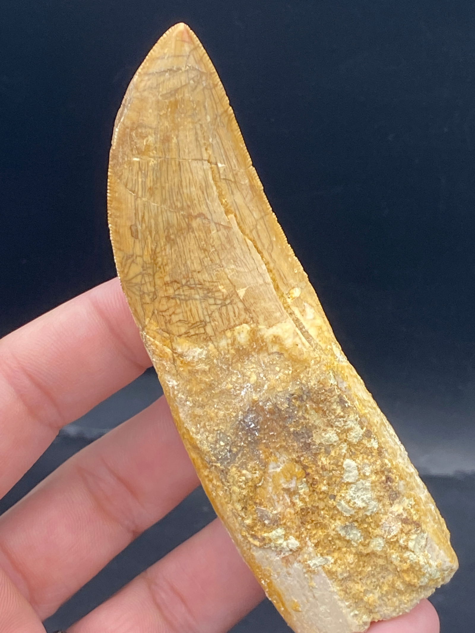 Dinosaur, Fossil, Natural, Collectible, Specimen, Tooth: Fossil Dinosaur Tooth Carcharodontosaurus Morocco 4.1"