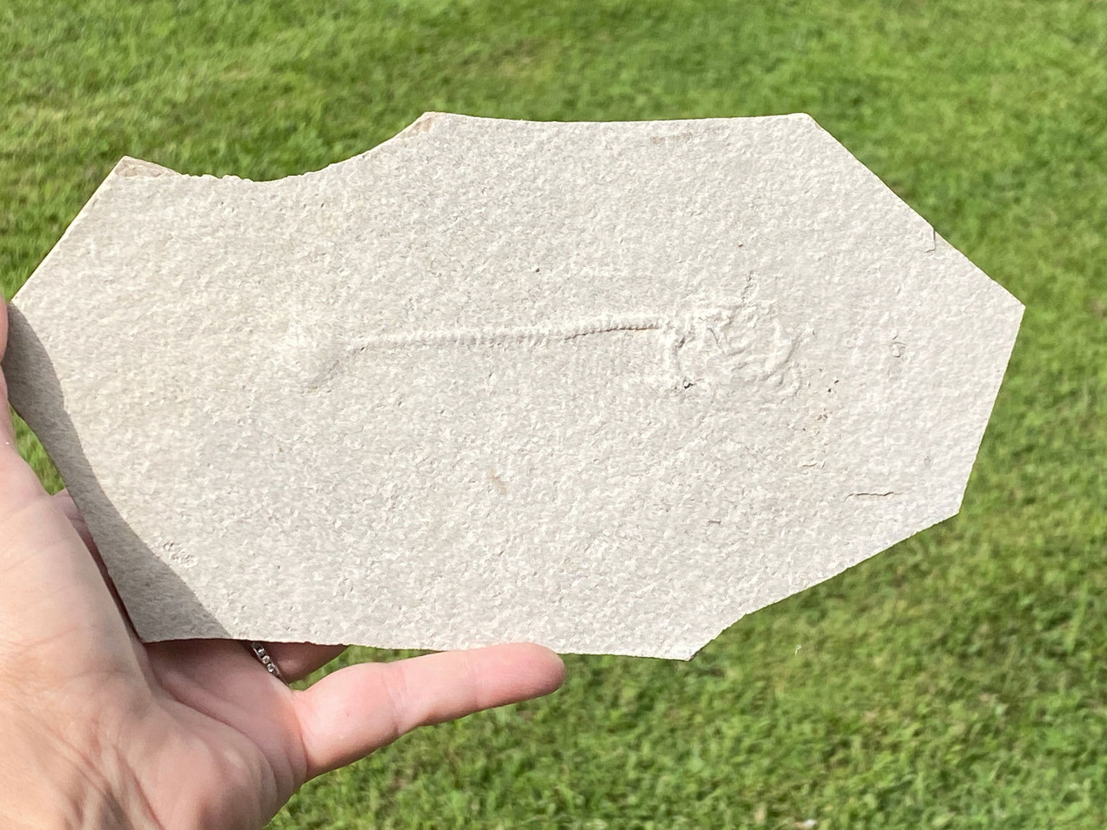 Fish, Fossil, Rock, Natural, Decor, Collectible, Unprepped, Green River Formation (1 of 5)