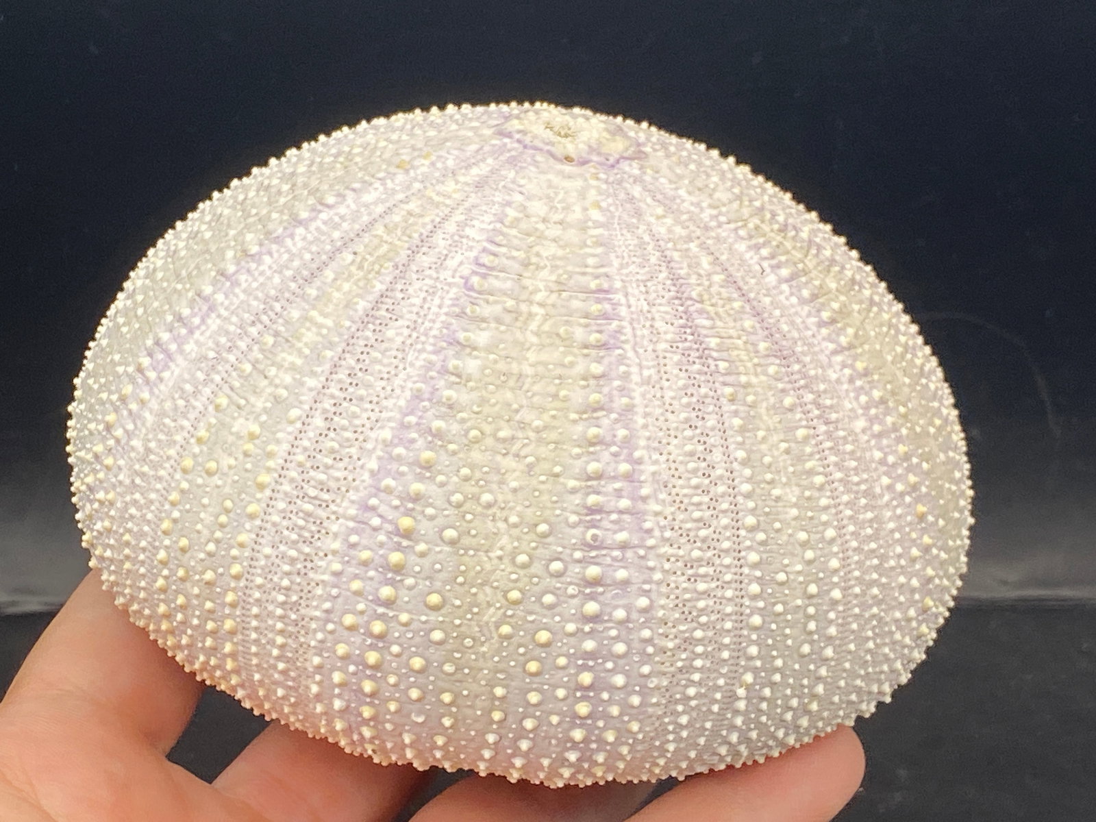 Urchin, Seashell, Ocean, Beach, Natural, Decor, Collectible, Specimen: Seashell Purple Urchin