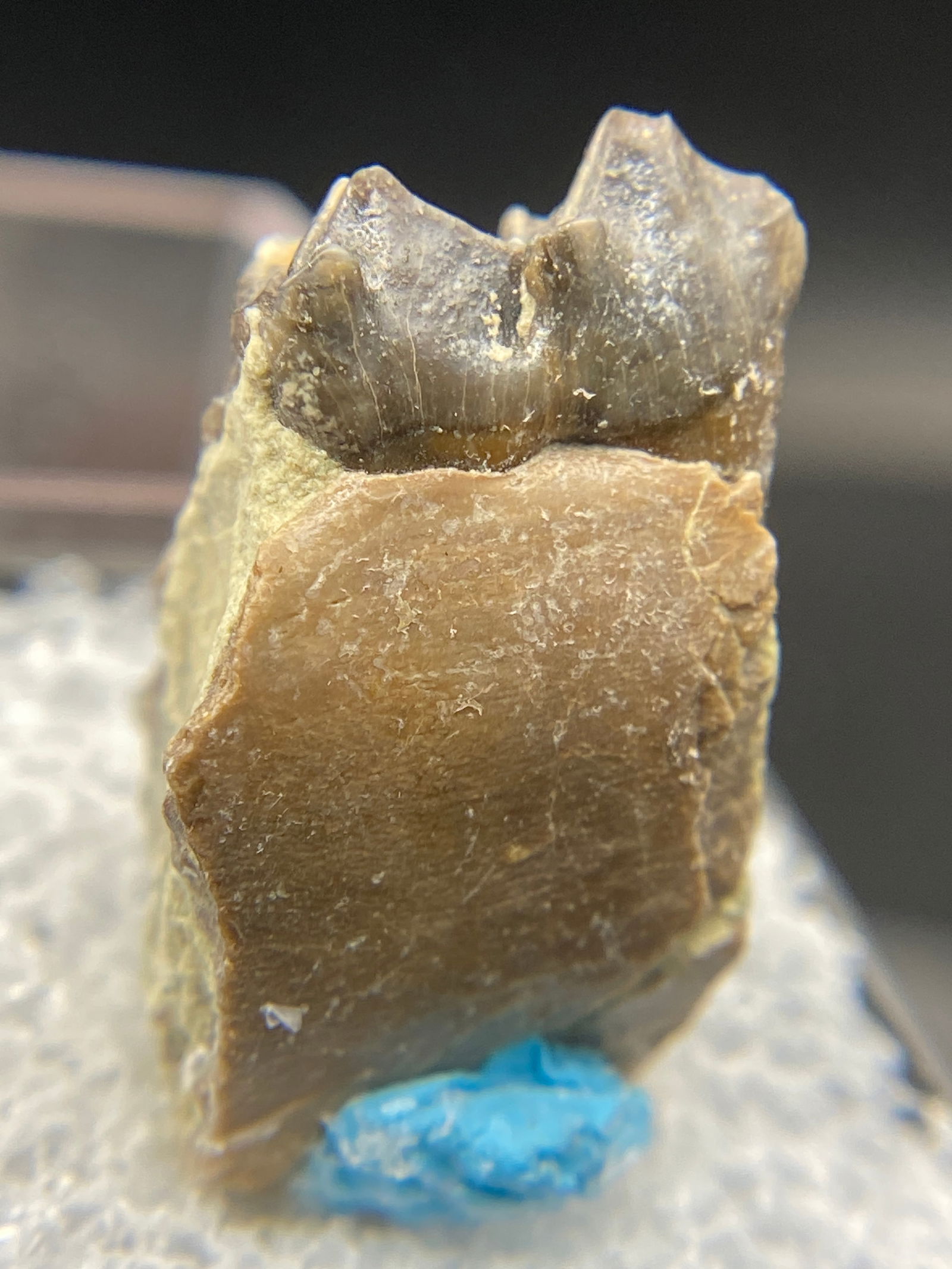 Fossil, Natural, Collectible, Specimen, Tooth: Fossil Tooth Oreodont