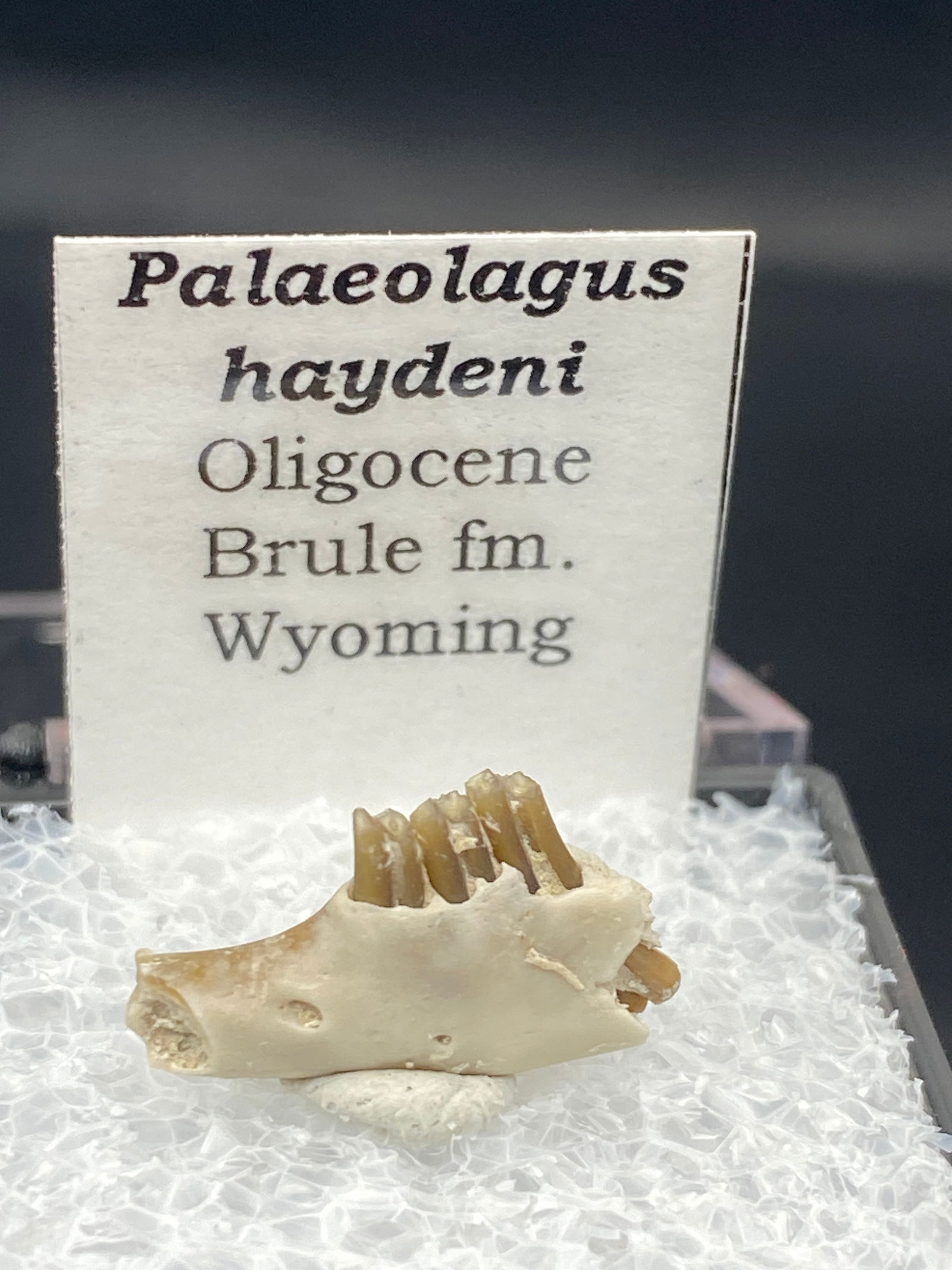 Fossil, Natural, Collectible, Specimen, Tooth: Fossil Tooth Paleolagus haydeni Oligocene WY
