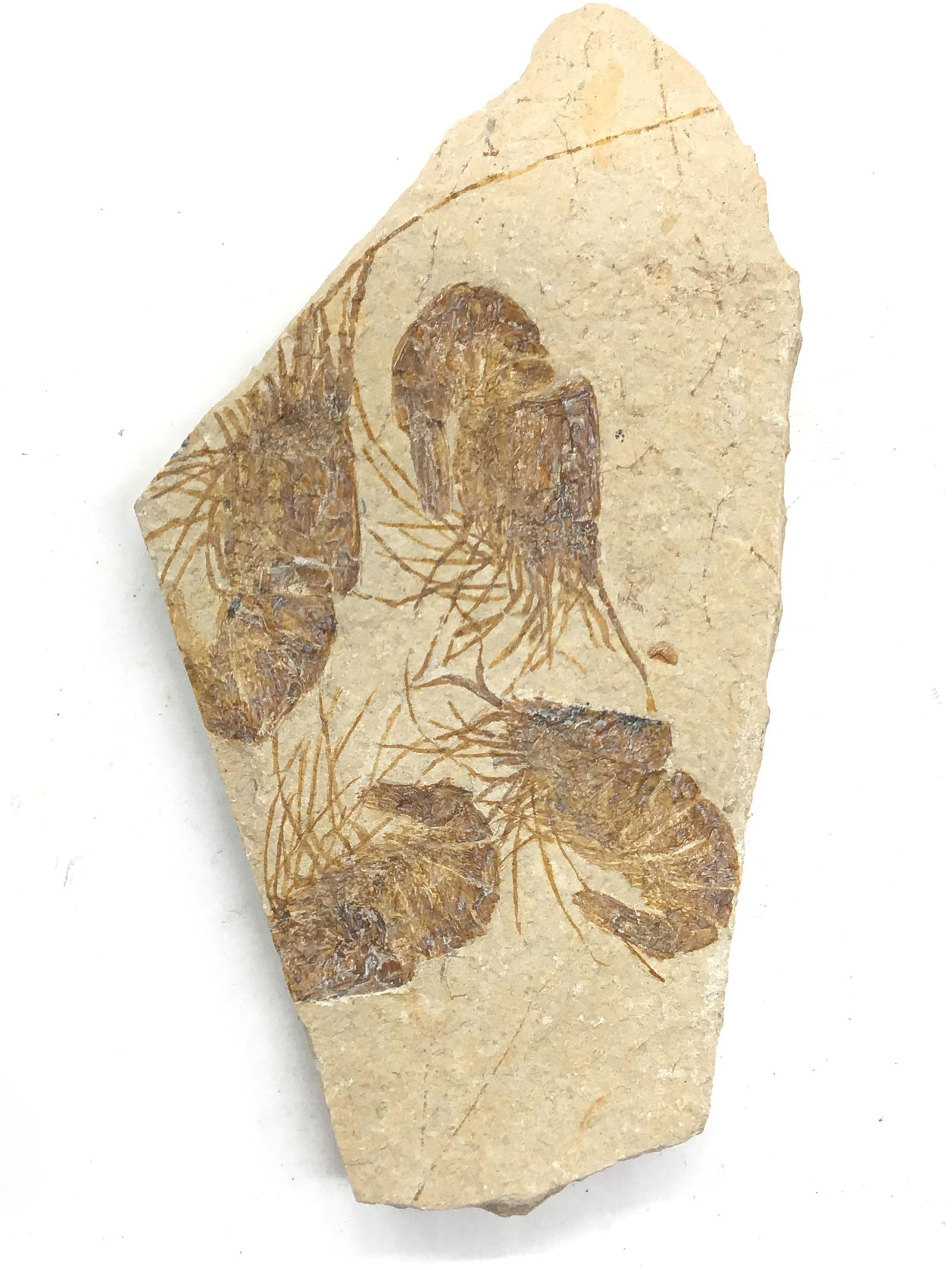 Fossil shrimp Lebanon: Fossil shrimp Carpoponeous Lebanon