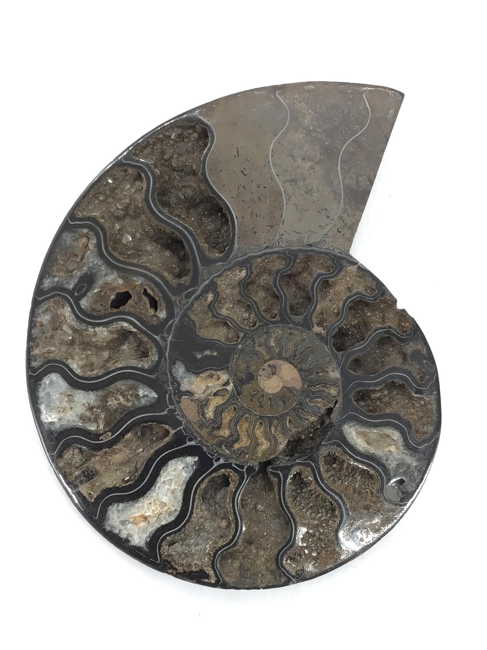 1/2 fossil Ammonite, black, polished Madagascar (1 of 4)