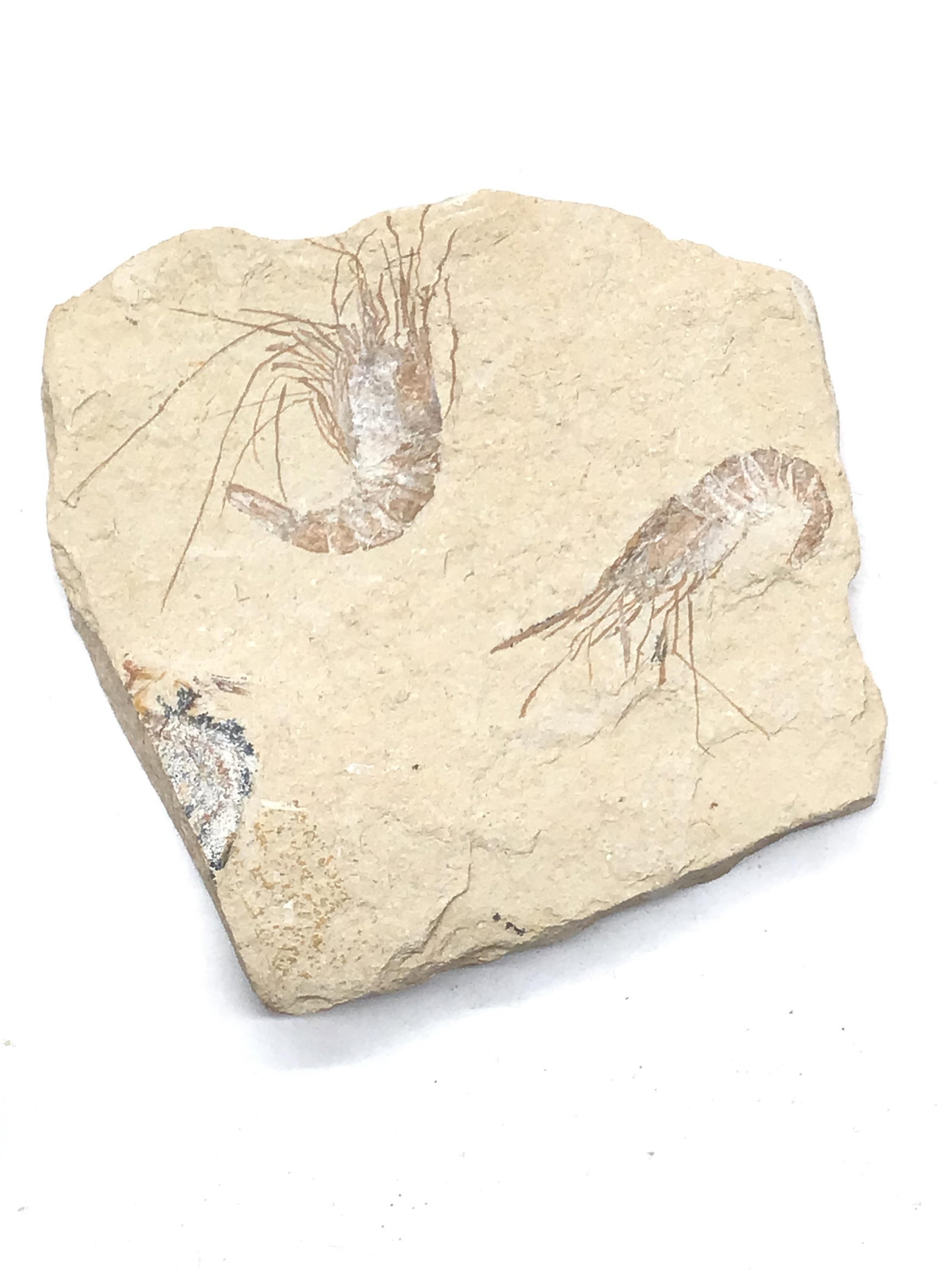 Fossil shrimp Carpopenaeus Lebanon: Fossil shrimp Carpopenaeus Lebanon