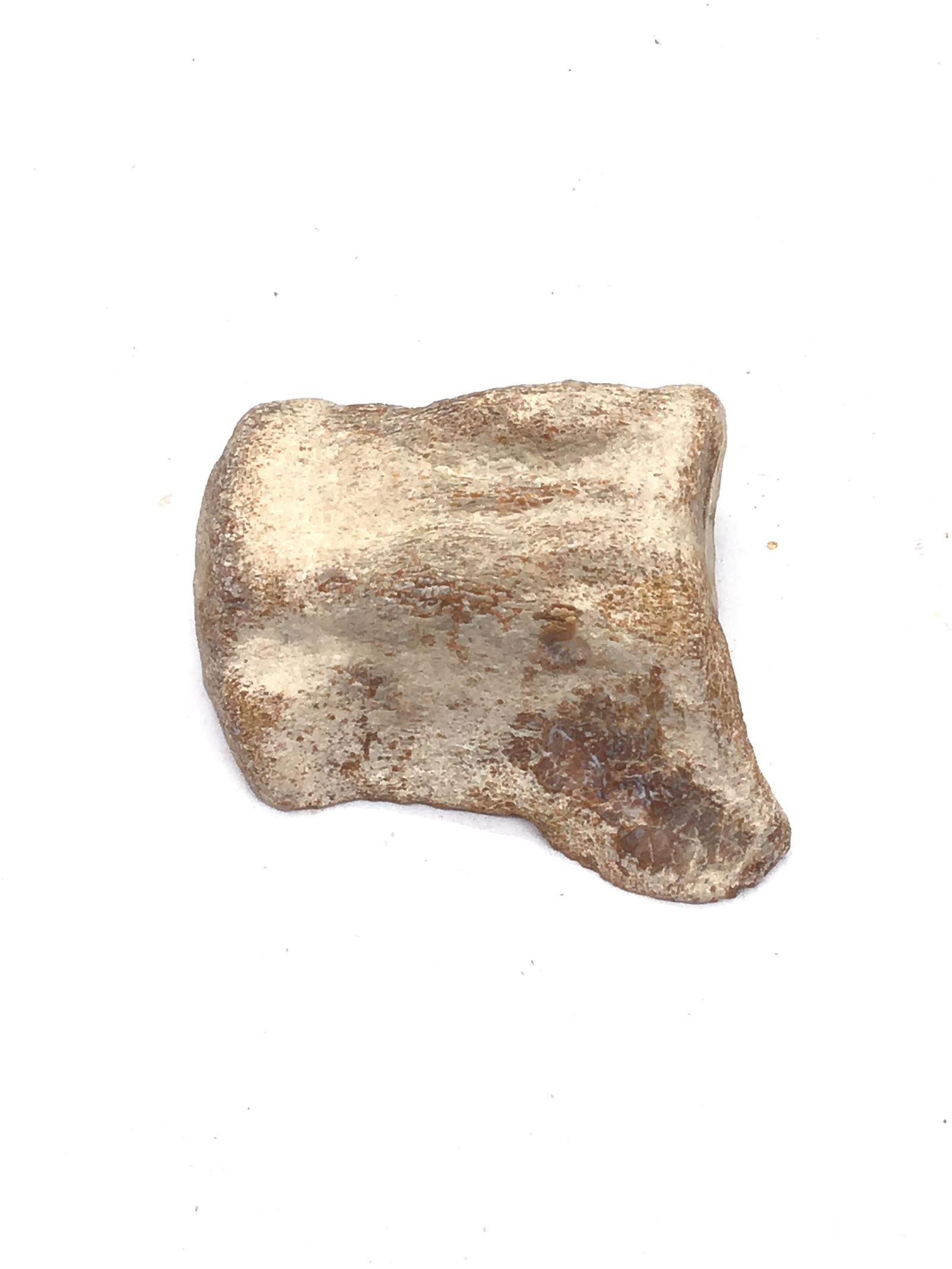 Mosasaur fossil vertebrae (1 of 6)