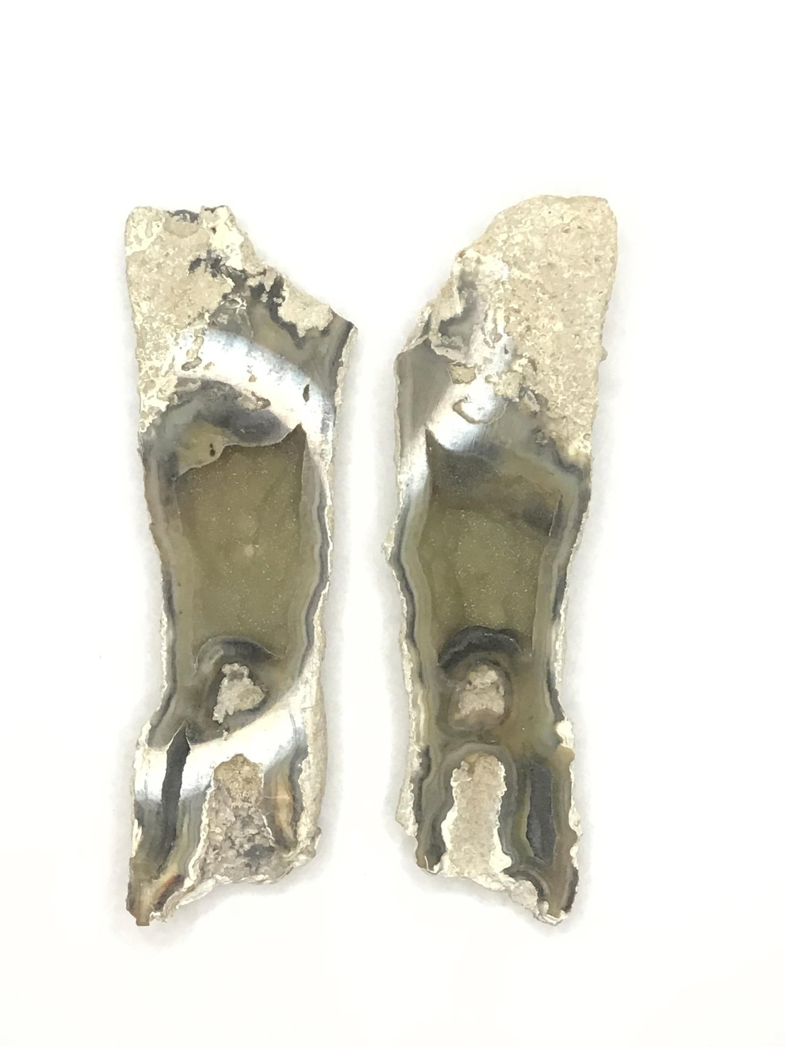 Agatized fossil coral (1 of 2)