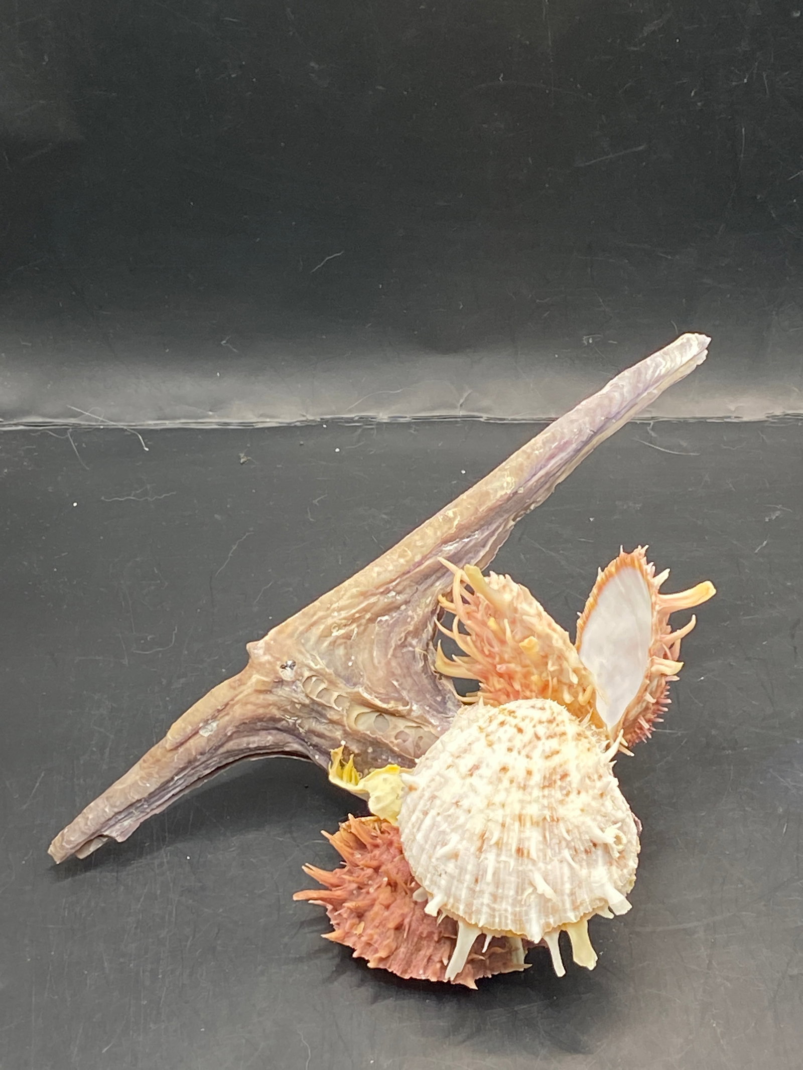 Sponge, Ocean, Beach, Natural, Decor, Collectible,: Malleus Malleus with Spondylus Attached