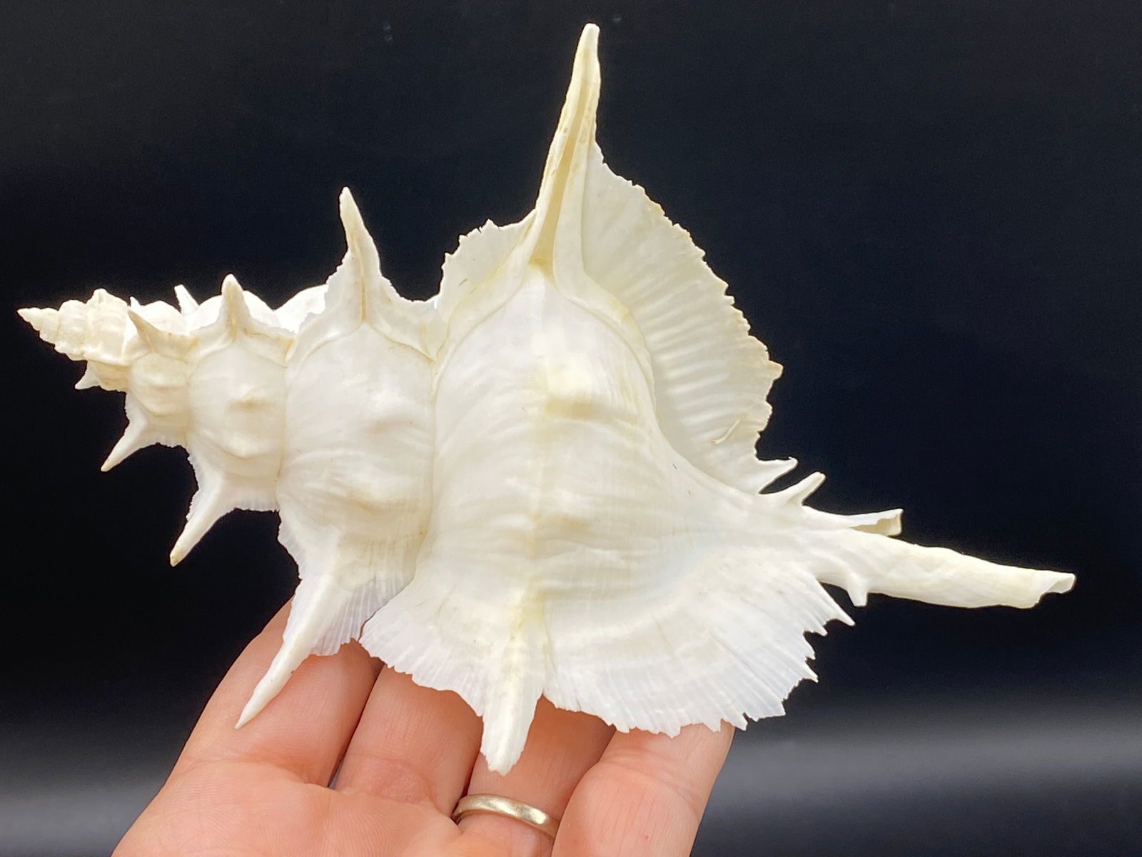 Seashell, Ocean, Beach, Natural, Decor, Collectibl (1 of 6)