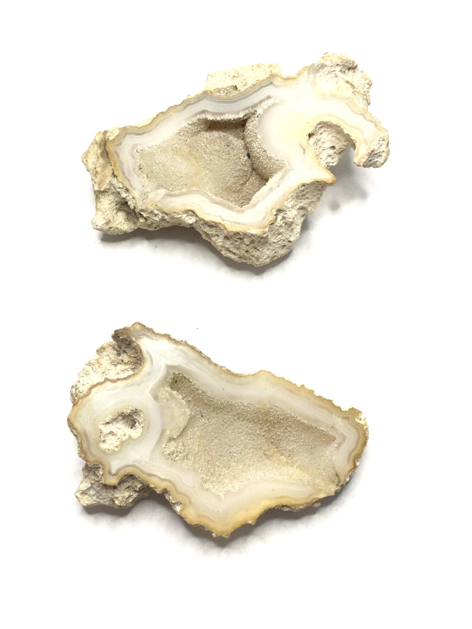 Agatized fossil coral (1 of 2)