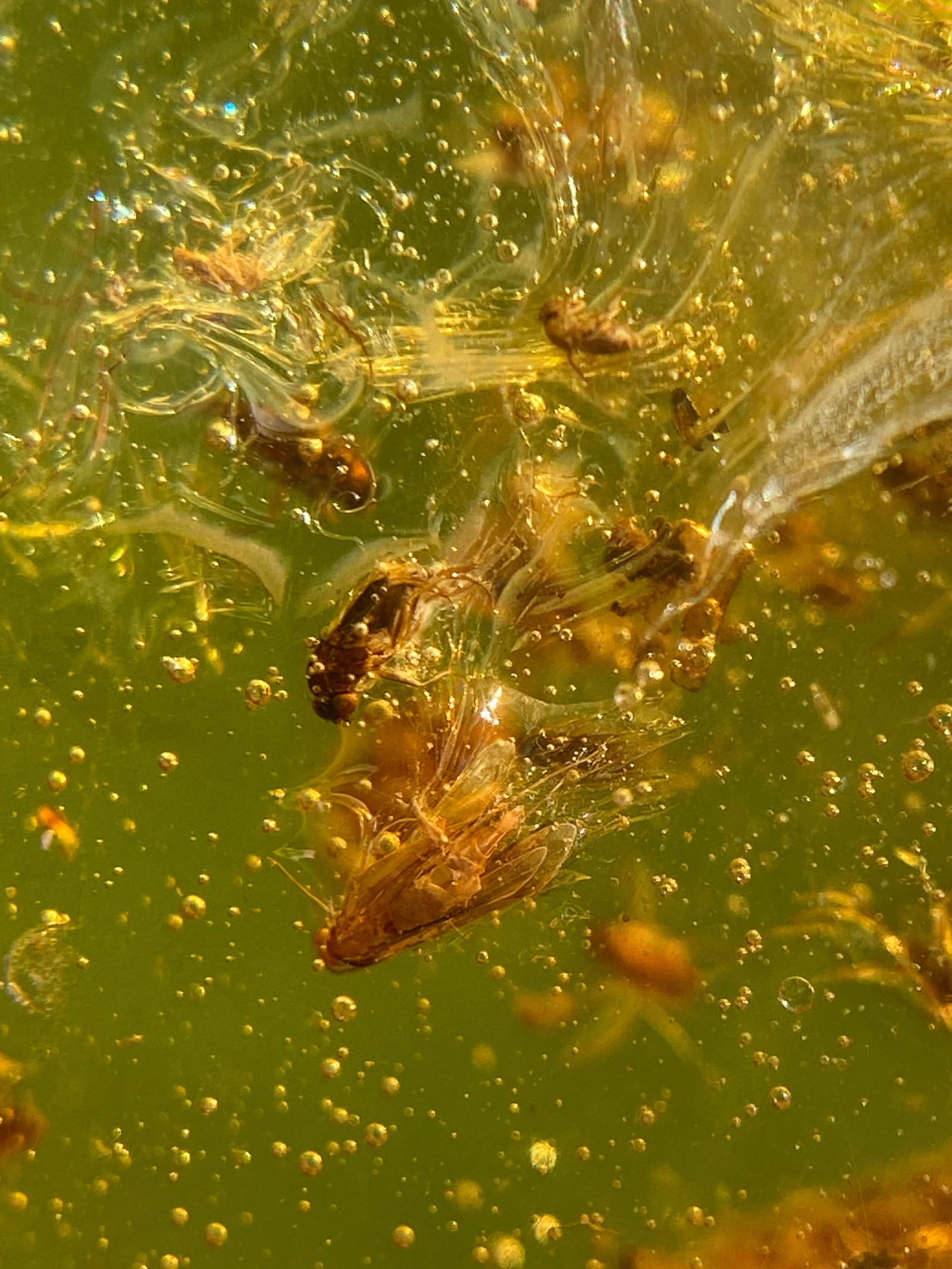 Amber, Fossil, Natural, Collectible, Specimen, Ins: Amber (Copal) with Insect Inclusion Colombia 13g